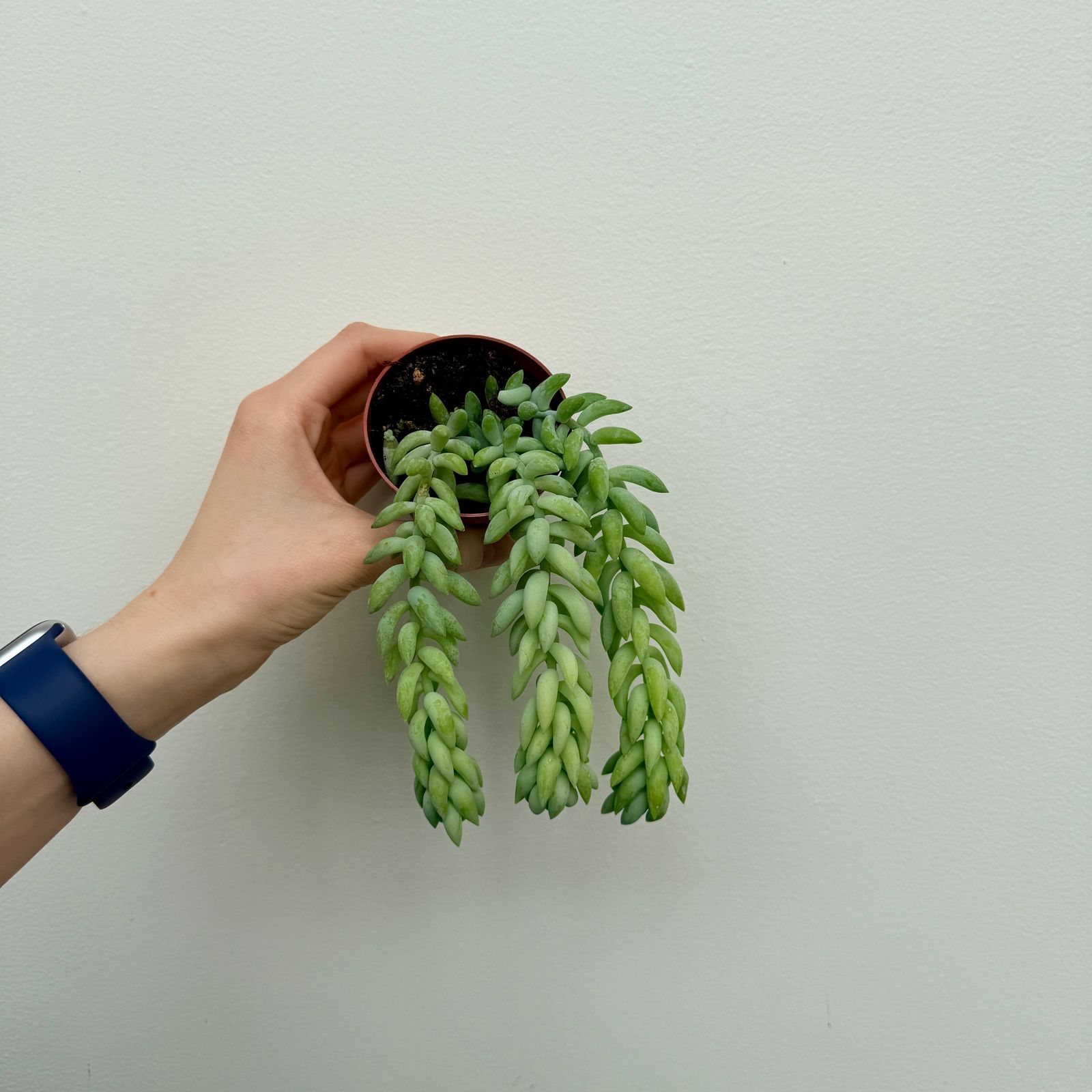 Burro's Tail (Sedum morganianum) - 2.5" Pot