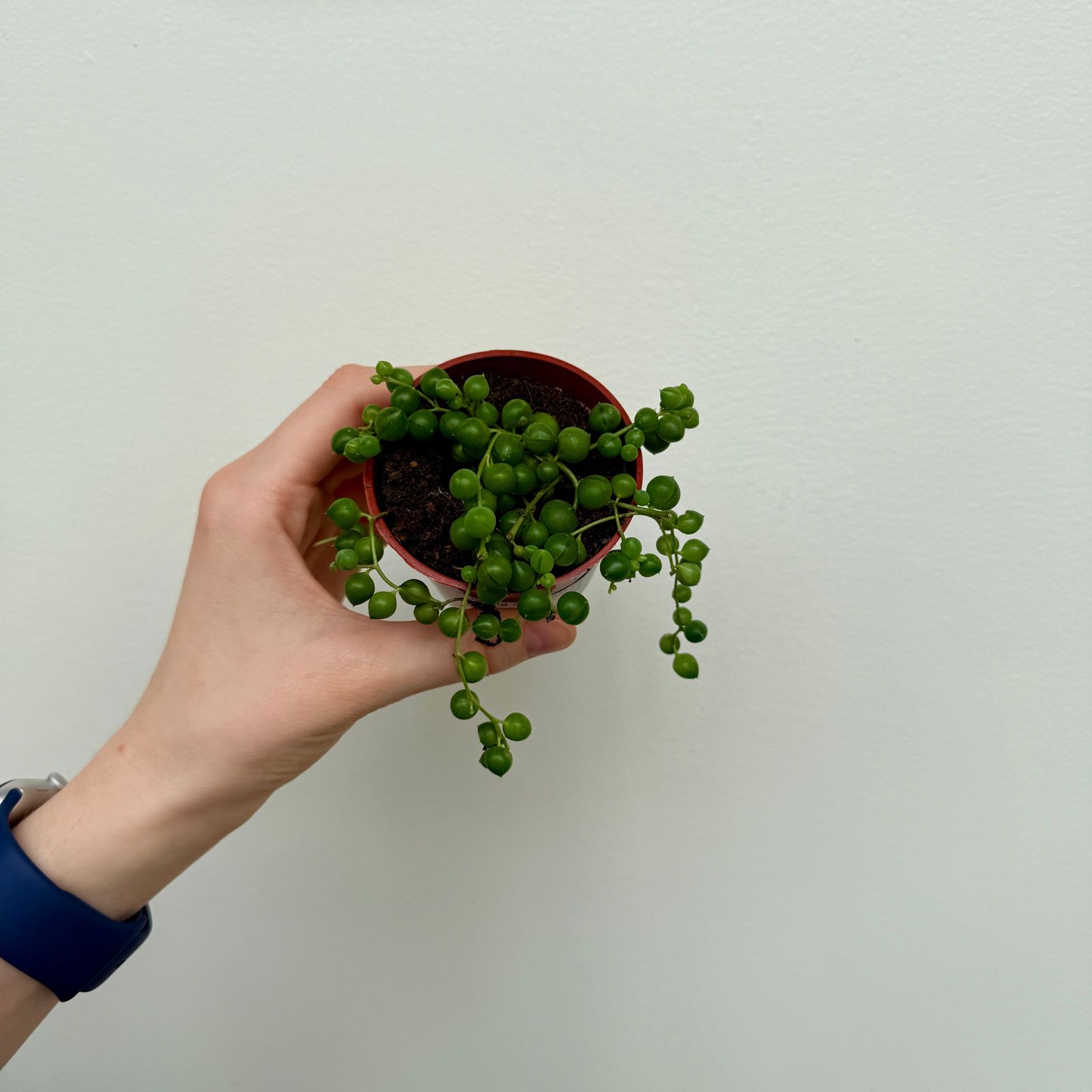 String of Pearls (Senecio rowleyanus) - 2.5" Pot