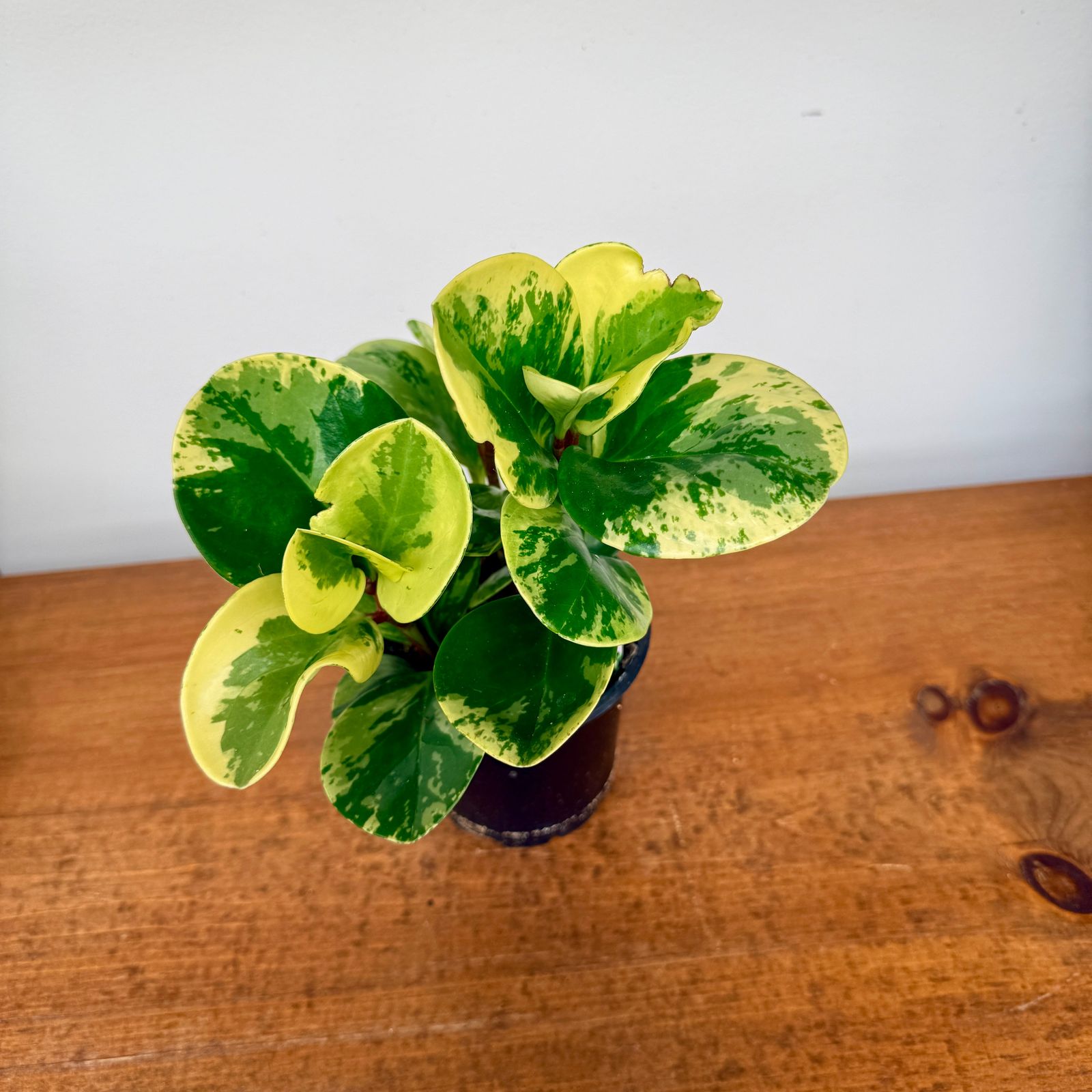 Peperomia Marble (Peperomia obtusifolia 'Marble') - 4" Pot