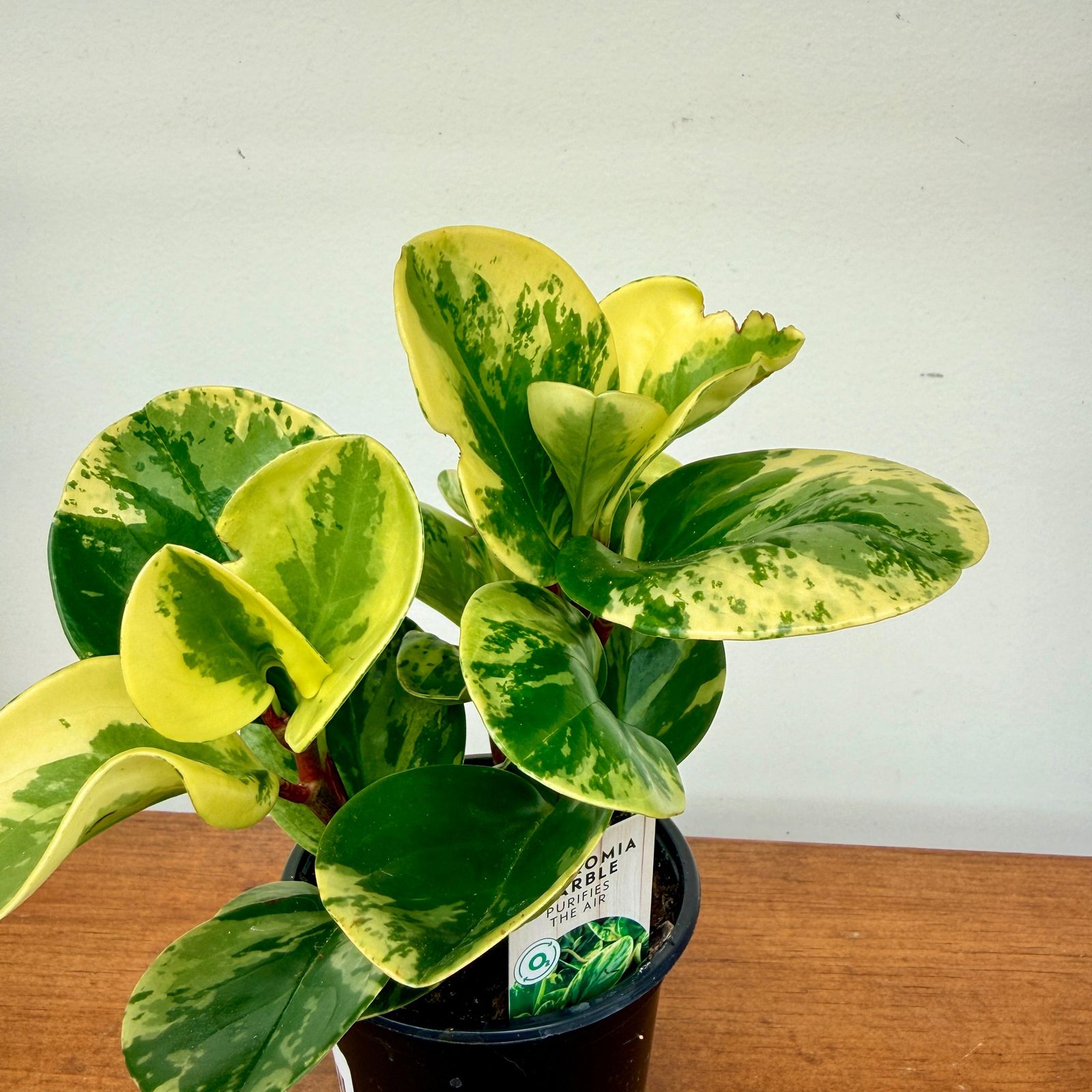 Peperomia Marble (Peperomia obtusifolia 'Marble') - 4" Pot