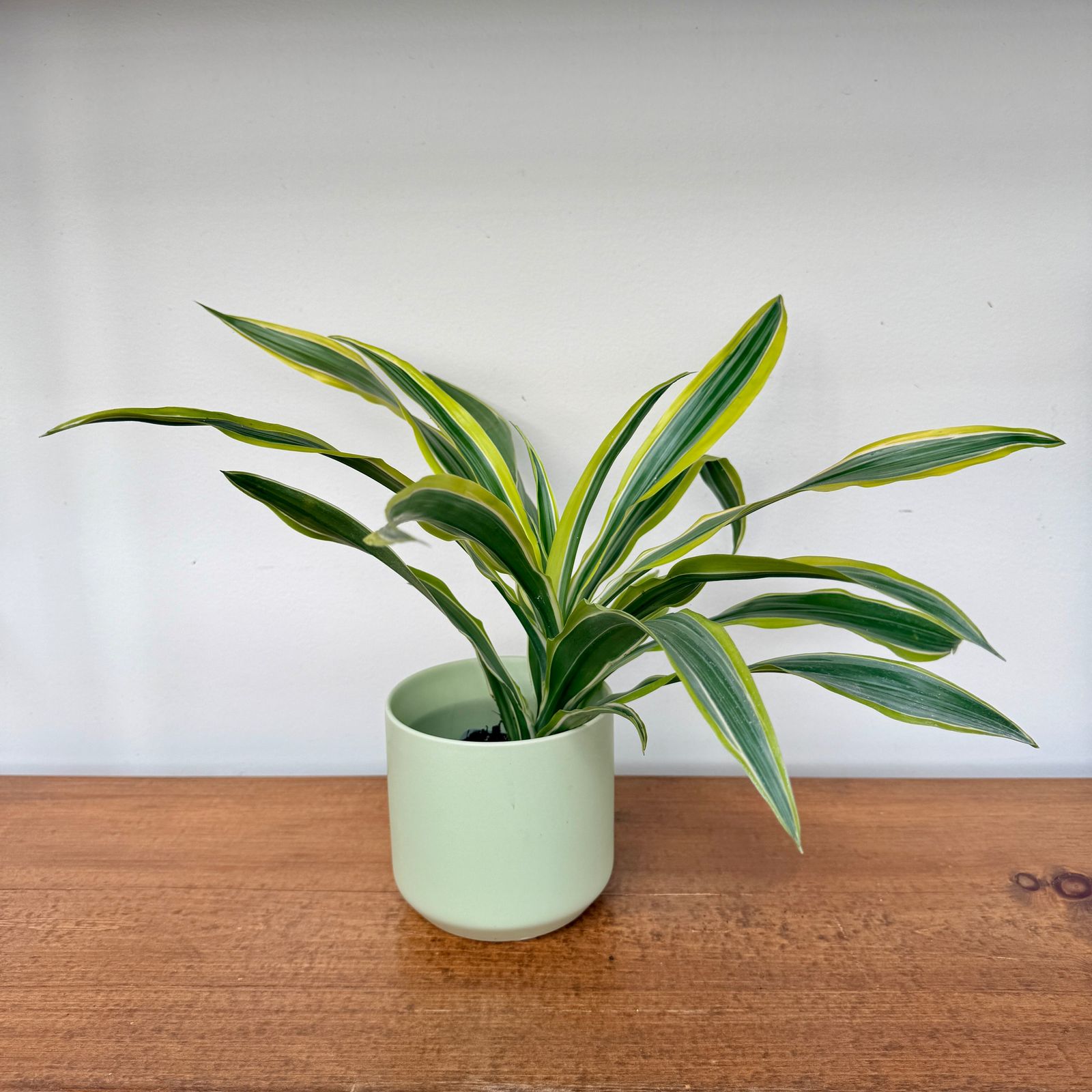 Dracaena Warneckii 'Lemon-Lime' (Dracaena warneckii 'Lemon Lime') - 3" Pot