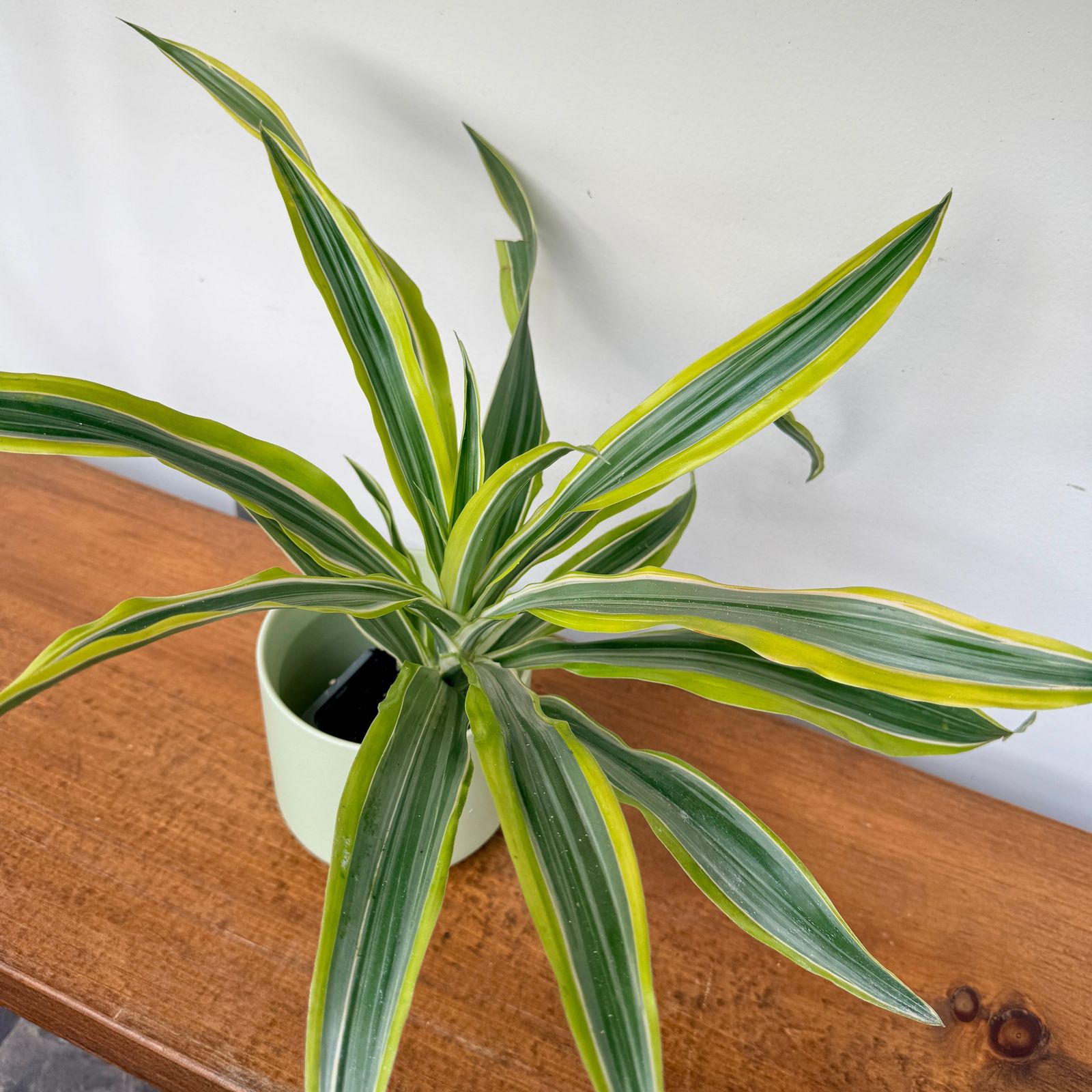 Dracaena Warneckii 'Lemon-Lime' (Dracaena warneckii 'Lemon Lime') - 3" Pot