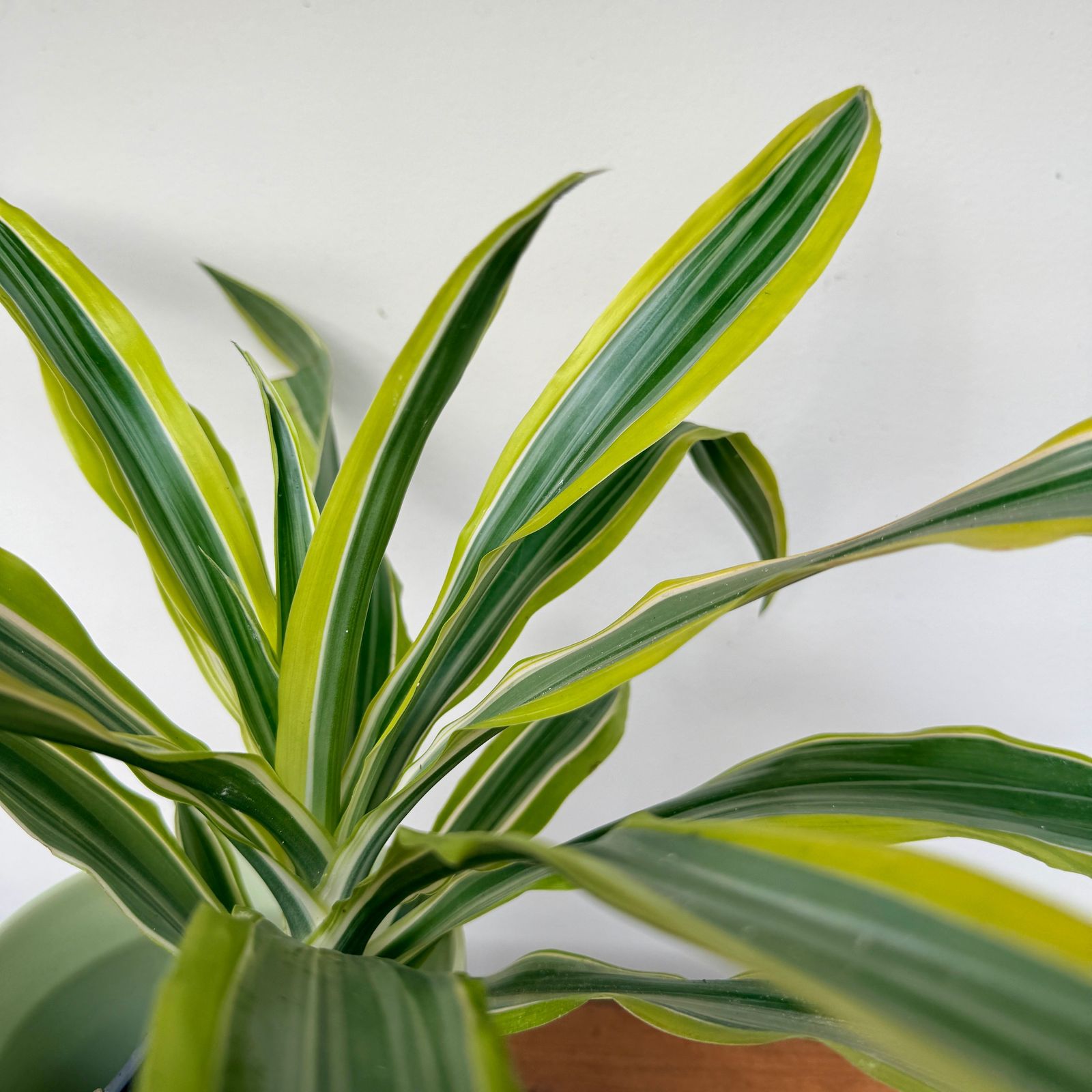 Dracaena Warneckii 'Lemon-Lime' (Dracaena warneckii 'Lemon Lime') - 3" Pot
