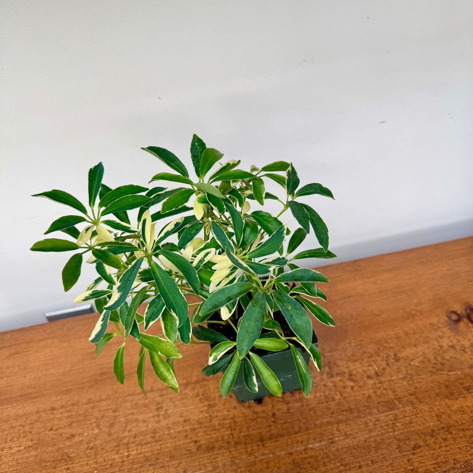 Umbrella Tree 'Arboricola' (Heptapleurum arboricola) - 3" Pot