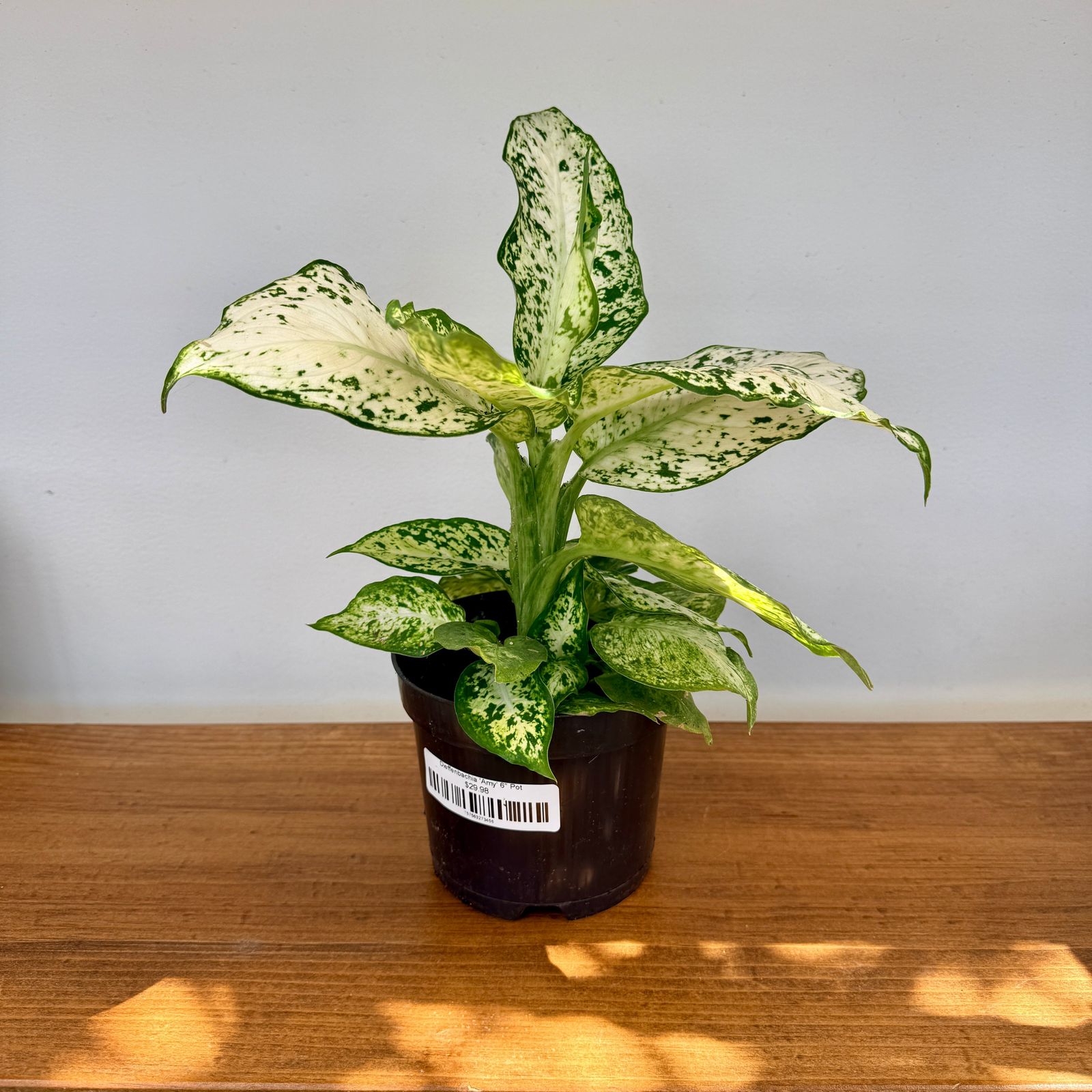 Dieffenbachia 'Amy' (Dieffenbachia 'Amy') - 6" Pot