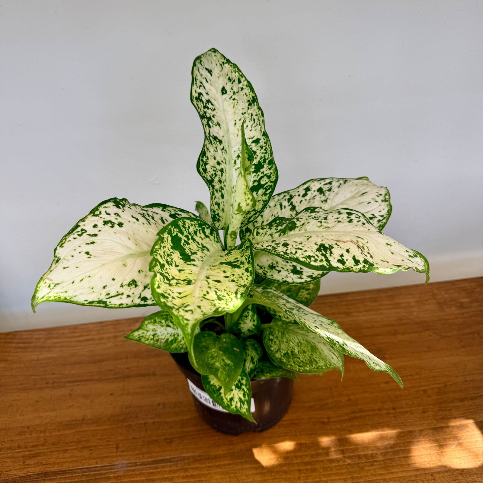 Dieffenbachia 'Amy' (Dieffenbachia 'Amy') - 6" Pot