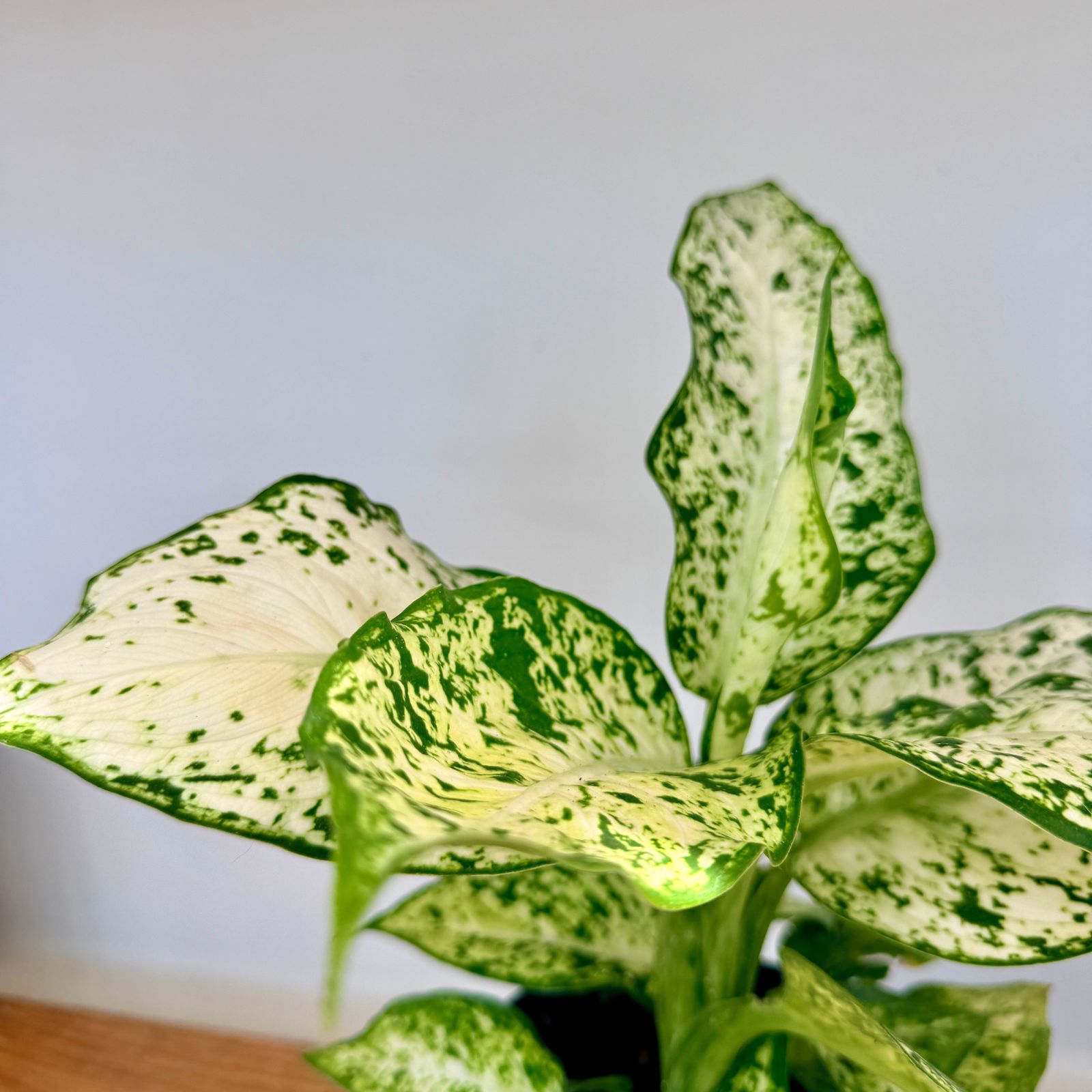 Dieffenbachia 'Amy' (Dieffenbachia 'Amy') - 6" Pot