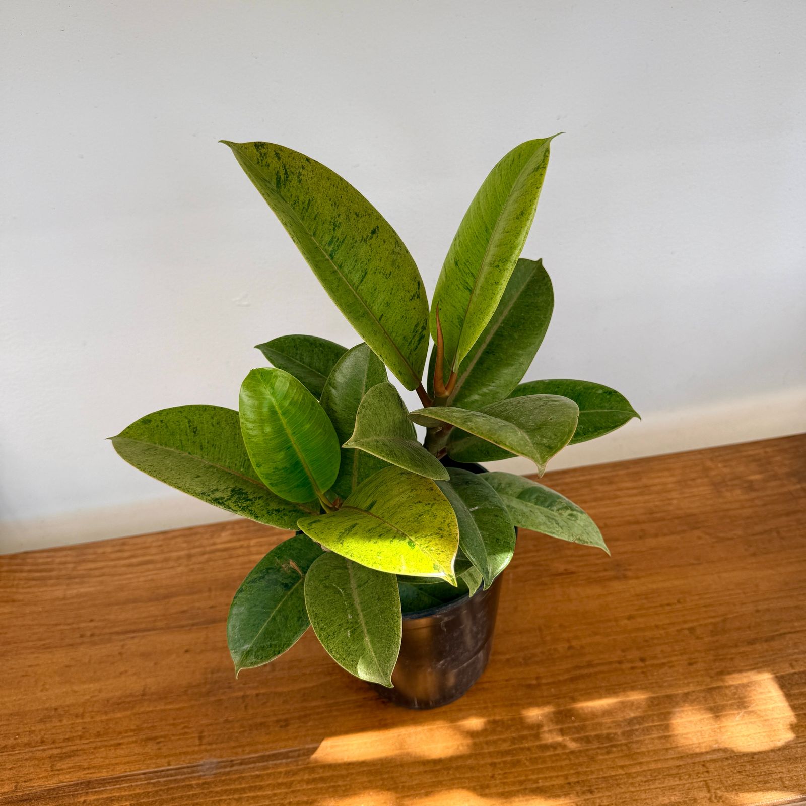 Ficus Moonshine (Ficus elastica 'Shriveana') - 6" Pot