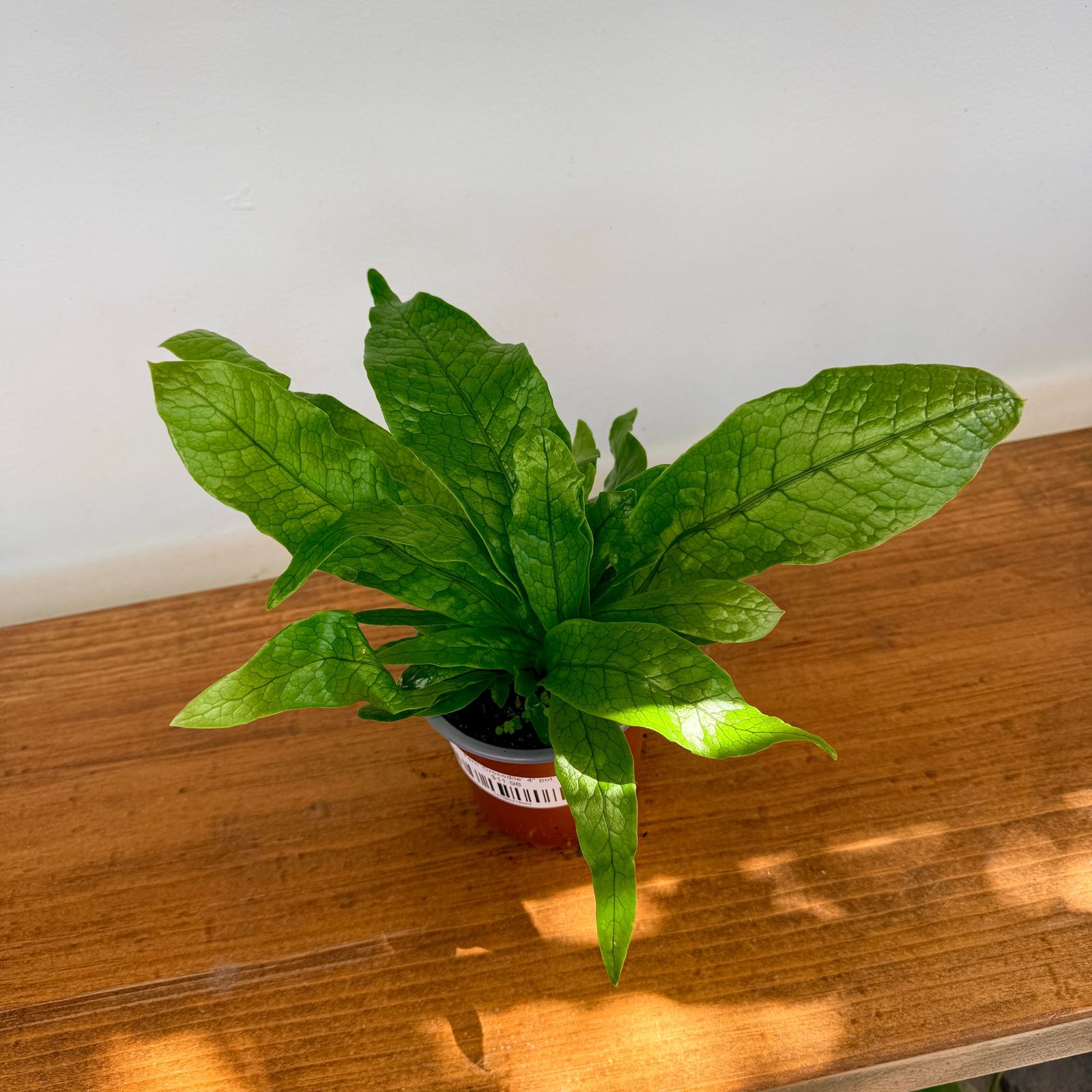 Crocodile Fern (Microsorum musifolium) - 4" Pot