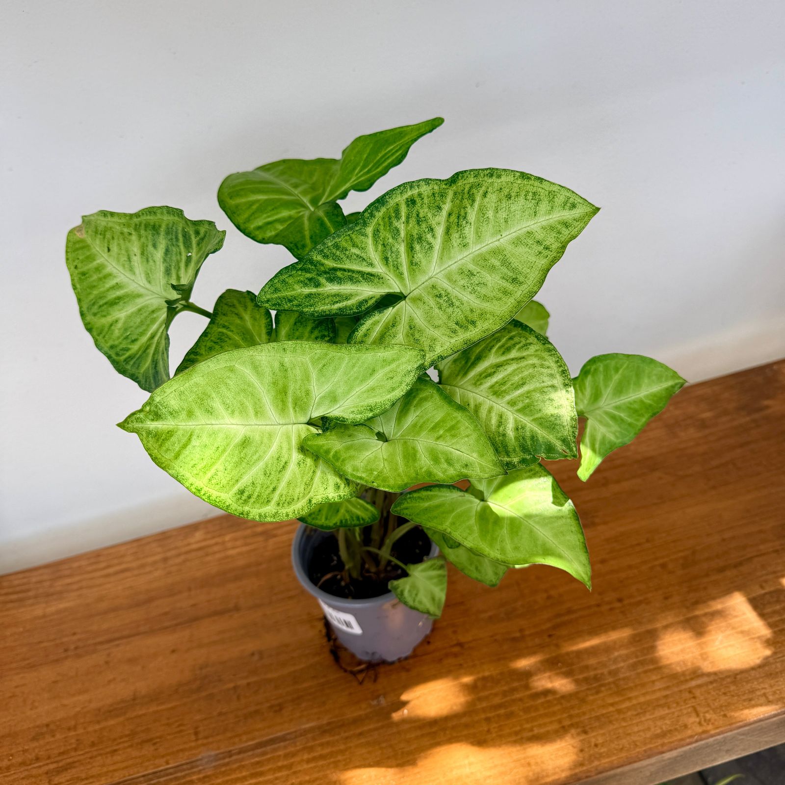 Nephthytis 'White Butterfly' (Syngonium podophyllum) - 4" Pot