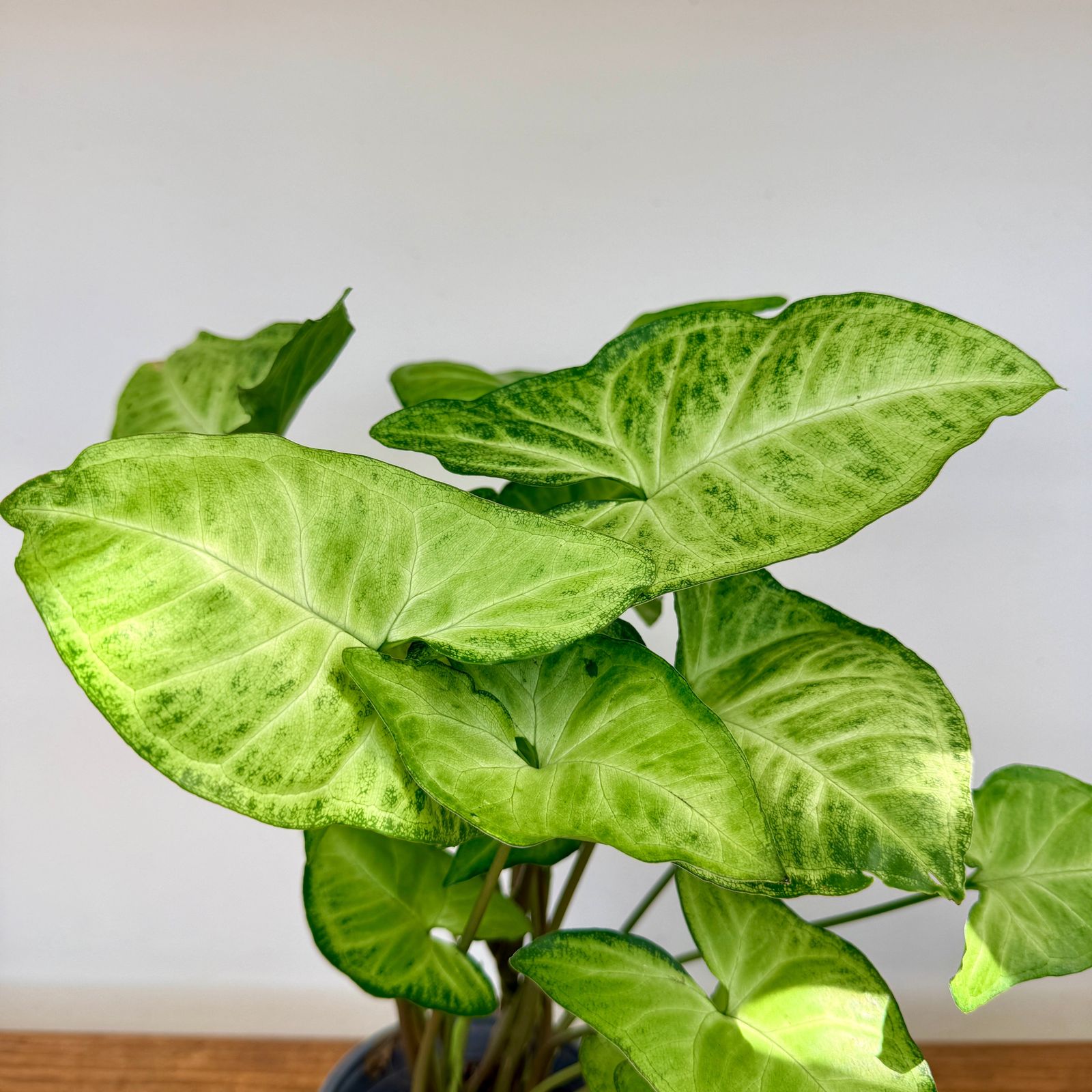 Nephthytis 'White Butterfly' (Syngonium podophyllum) - 4" Pot