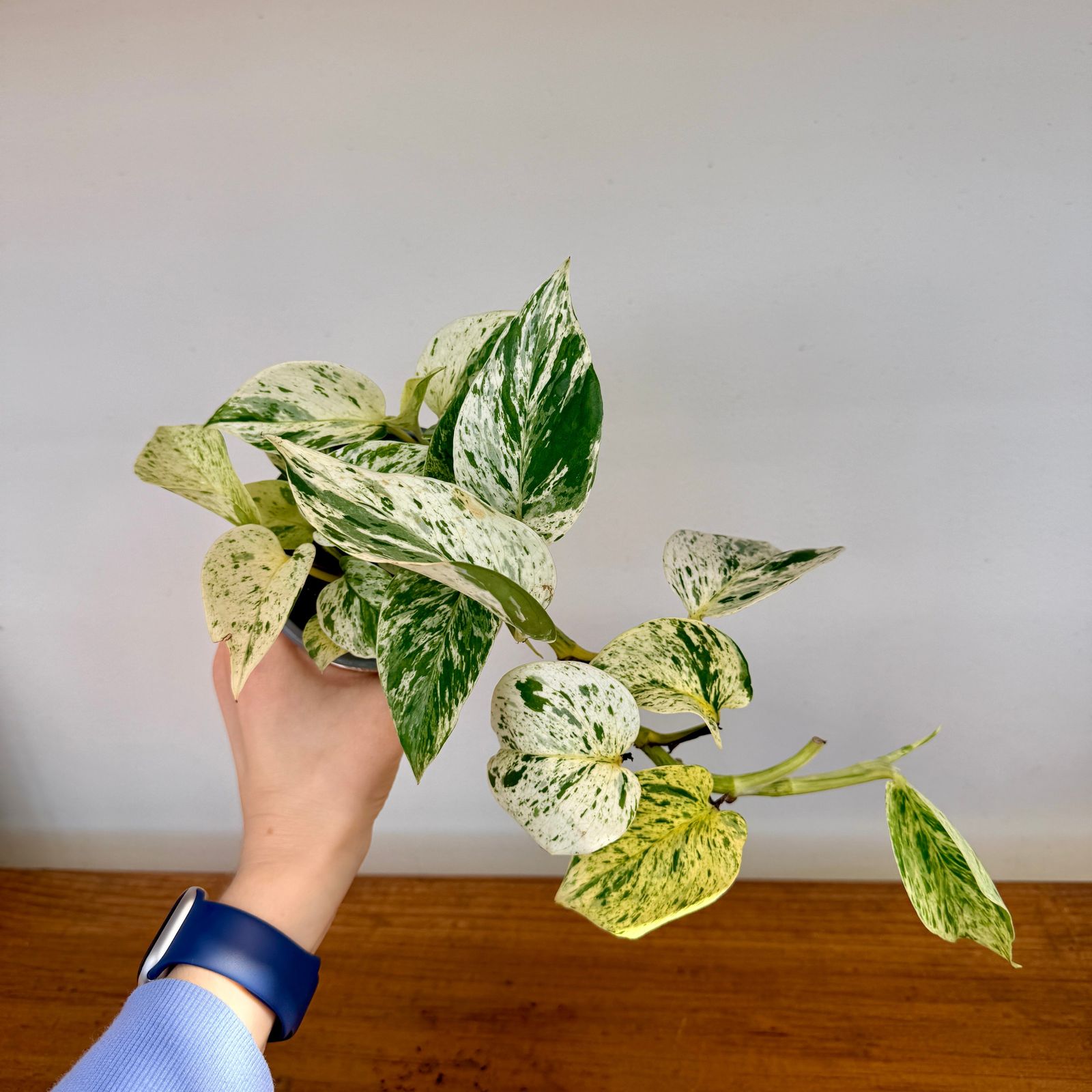 Snow Queen Pothos (Epipremnum aureum 'Snow Queen') - 4" Pot