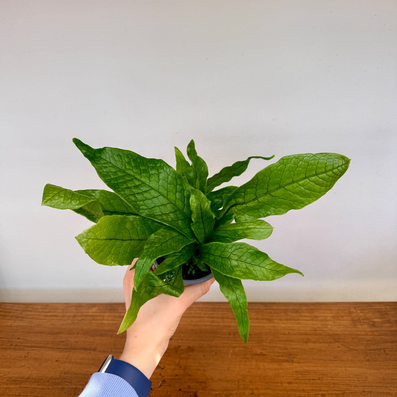 Crocodile Fern (Microsorum musifolium) - 4" Pot