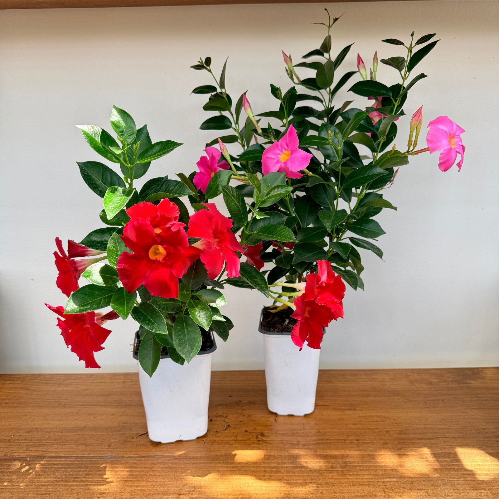 Mandevilla (Mandevilla sanderi) - Various Colours - 5" Pot