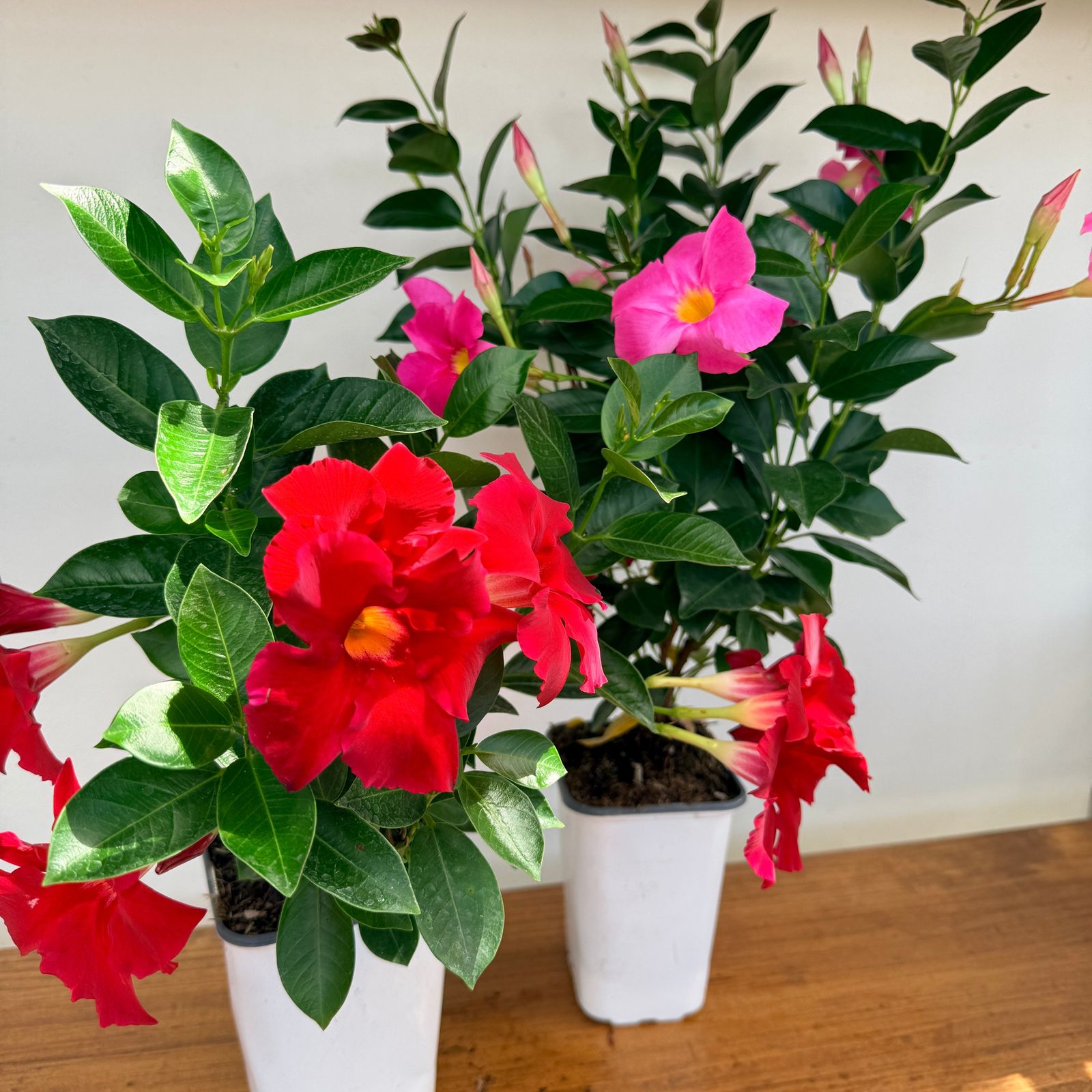 Mandevilla (Mandevilla sanderi) - Various Colours - 5" Pot