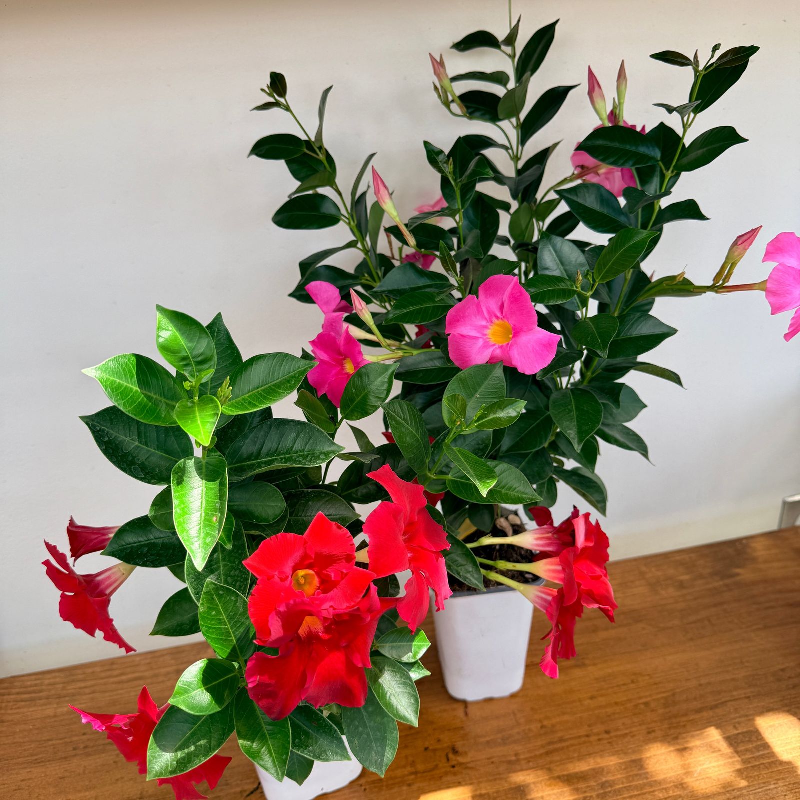 Mandevilla (Mandevilla sanderi) - Various Colours - 5" Pot