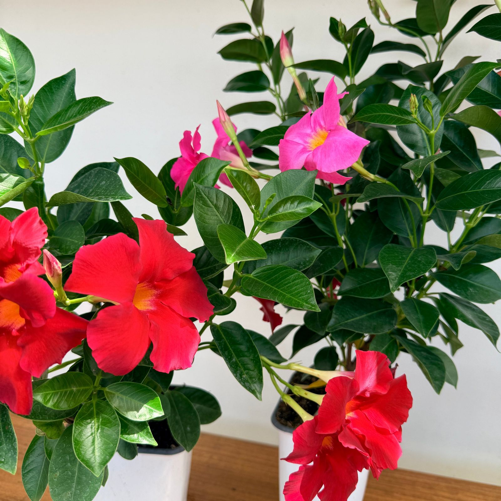 Mandevilla (Mandevilla sanderi) - Various Colours - 5" Pot