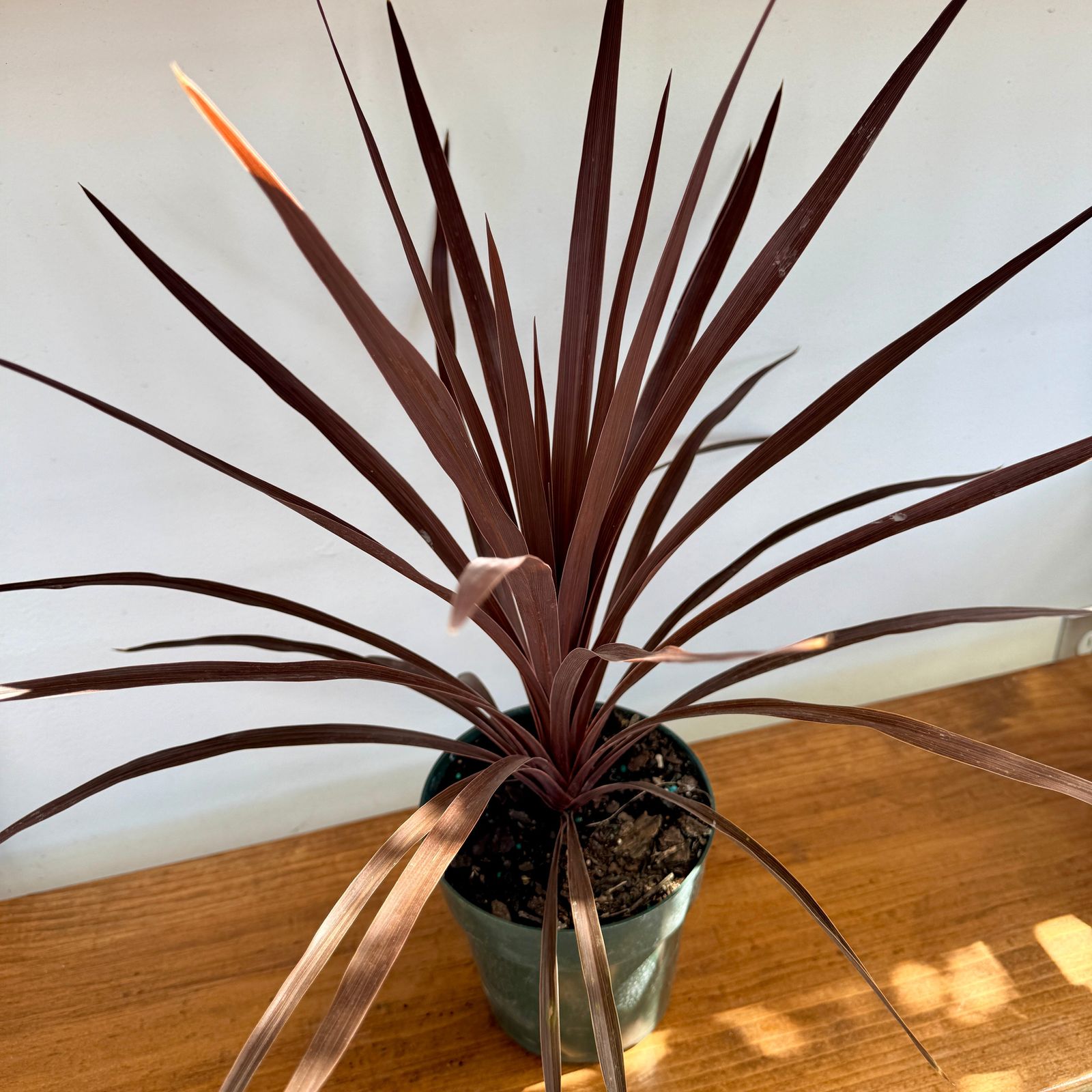 Cordyline 'Red Star' (Cordyline fruticosa 'Red Star') - 6" Pot