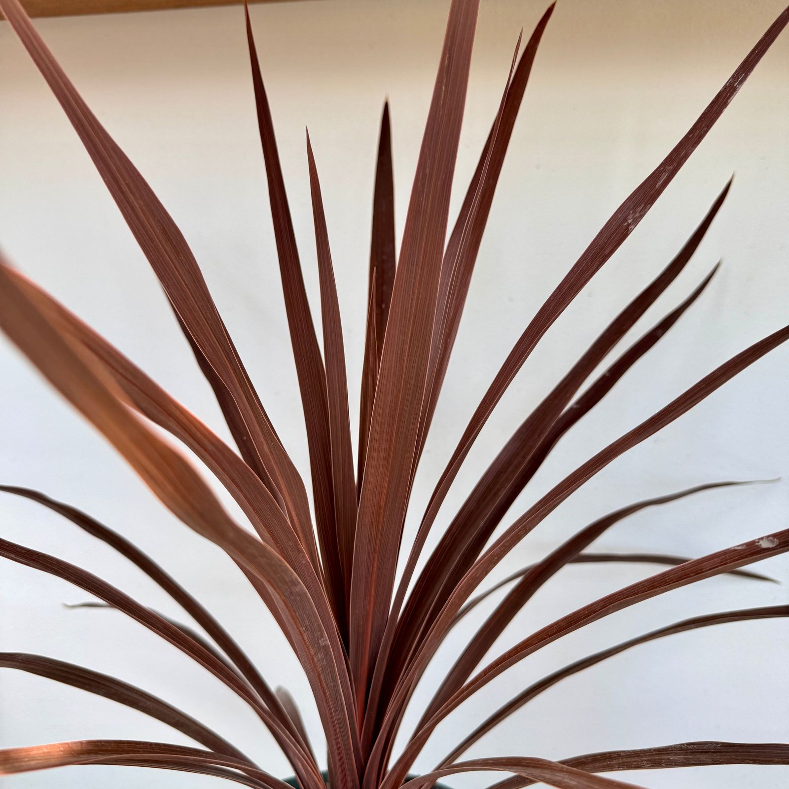 Cordyline 'Red Star' (Cordyline fruticosa 'Red Star') - 6" Pot