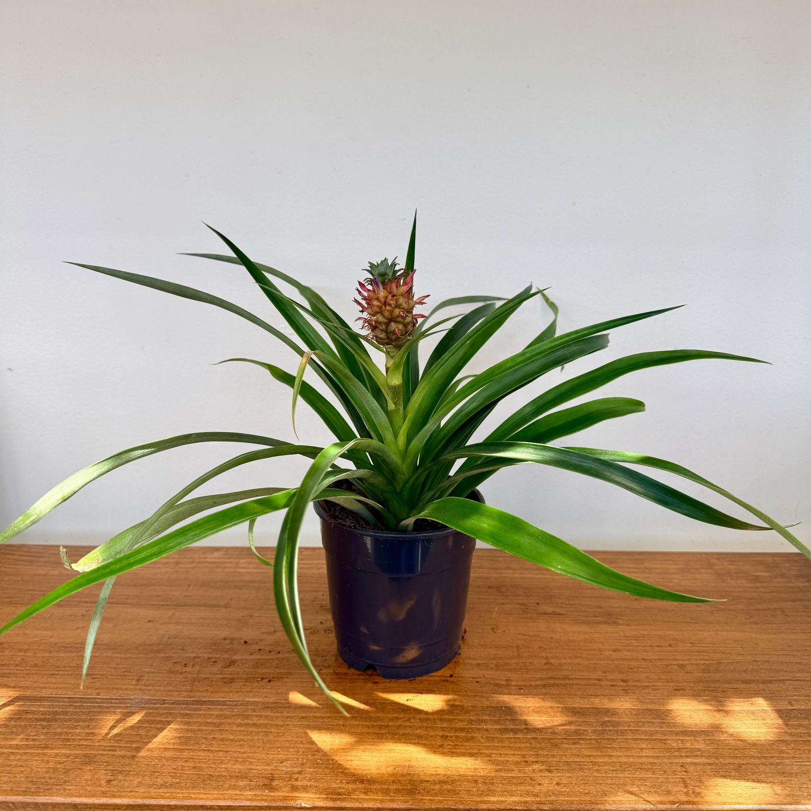 Pineapple w/ Fruit (Ananas comosus) - 5" Pot