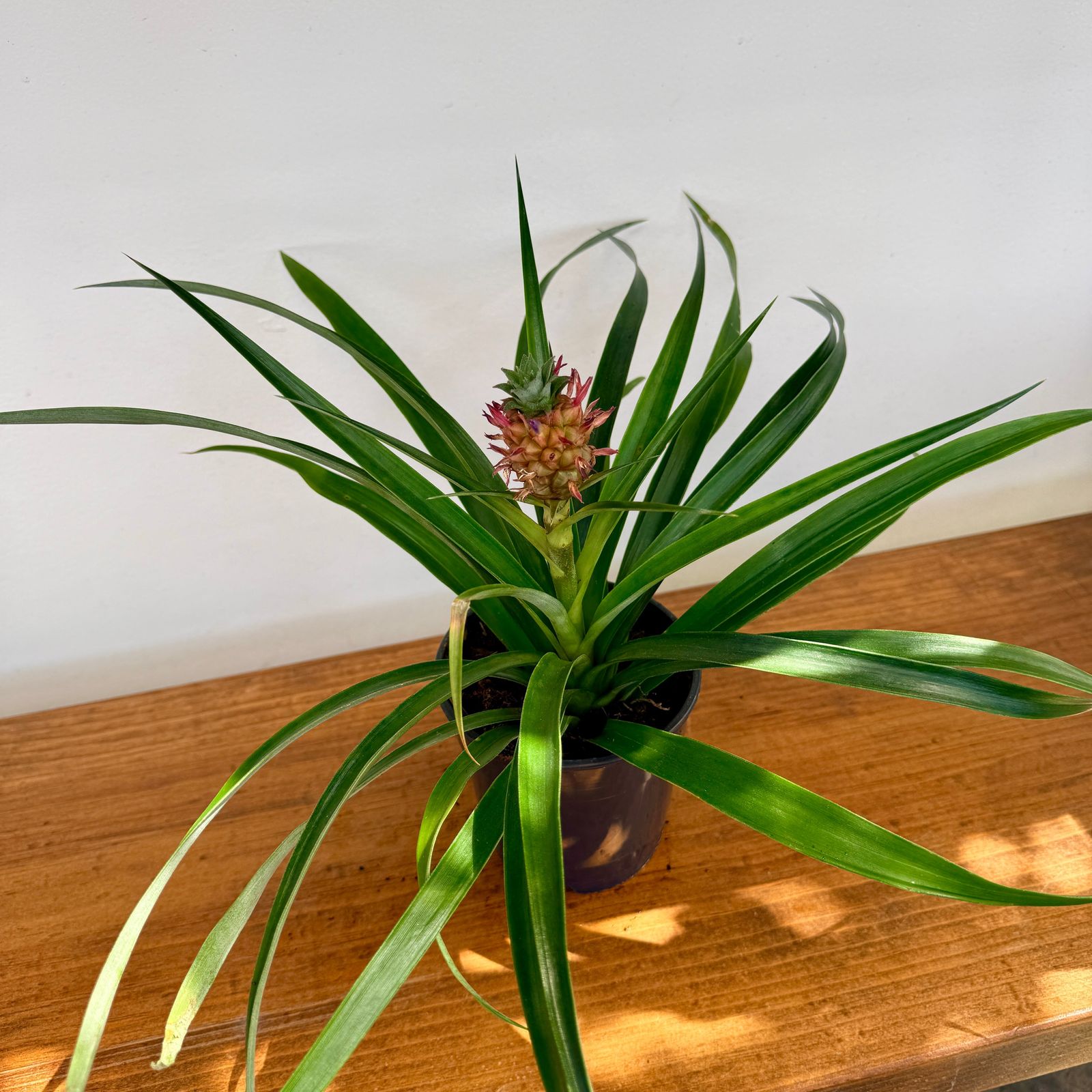 Pineapple w/ Fruit (Ananas comosus) - 5" Pot