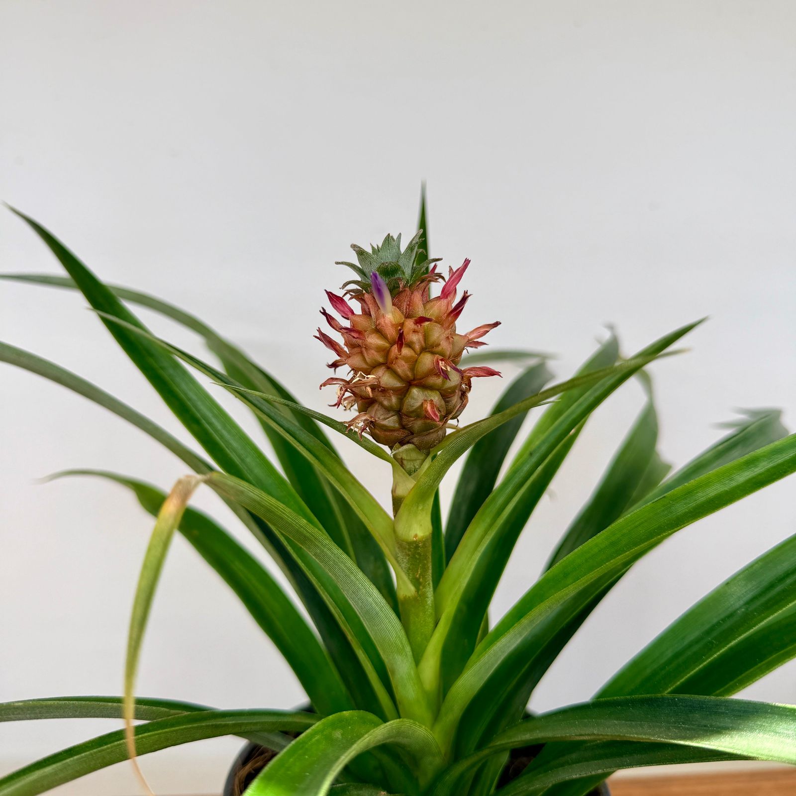 Pineapple w/ Fruit (Ananas comosus) - 5" Pot