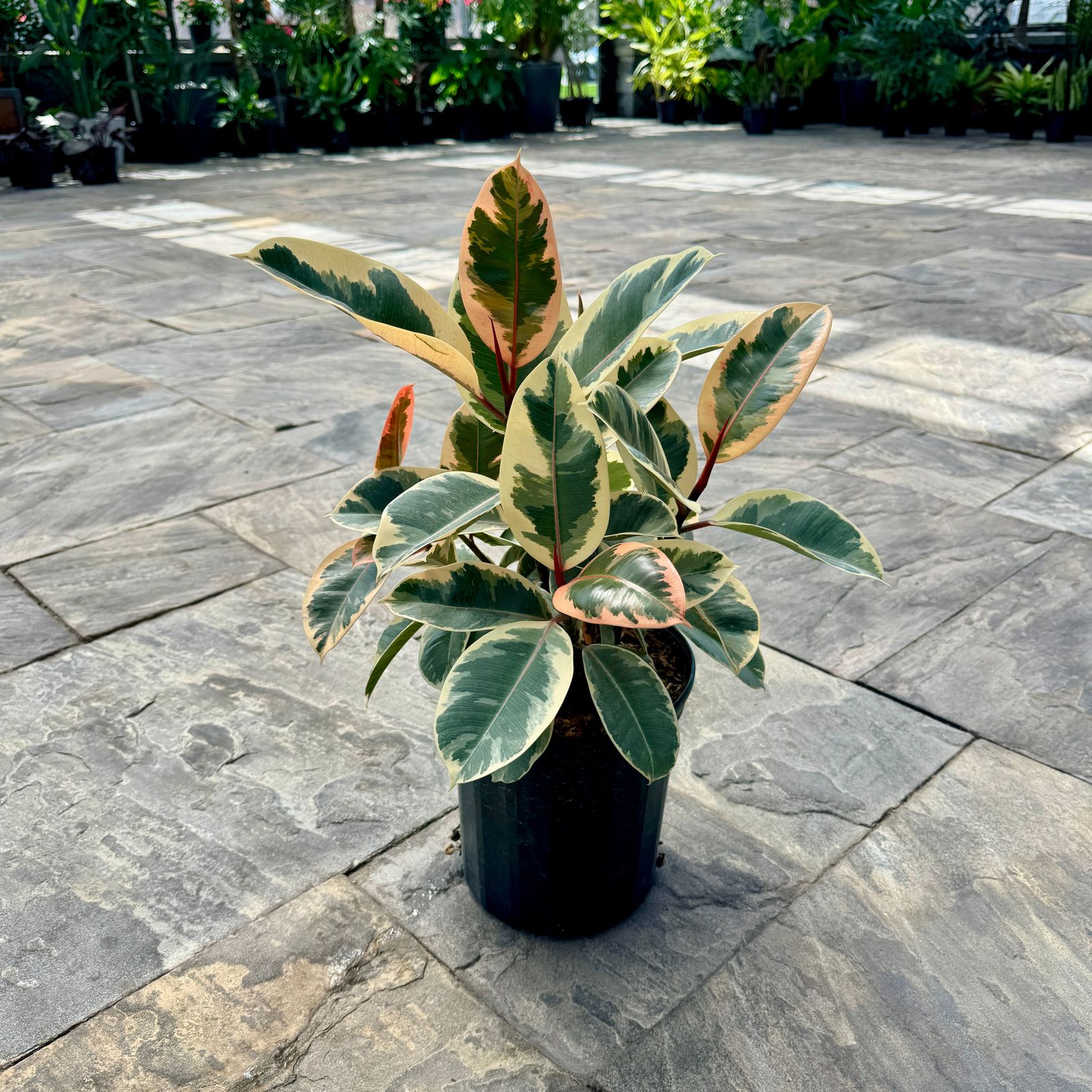 Tineke Rubber Plant (Ficus elastica 'Tineke') - 10" Pot