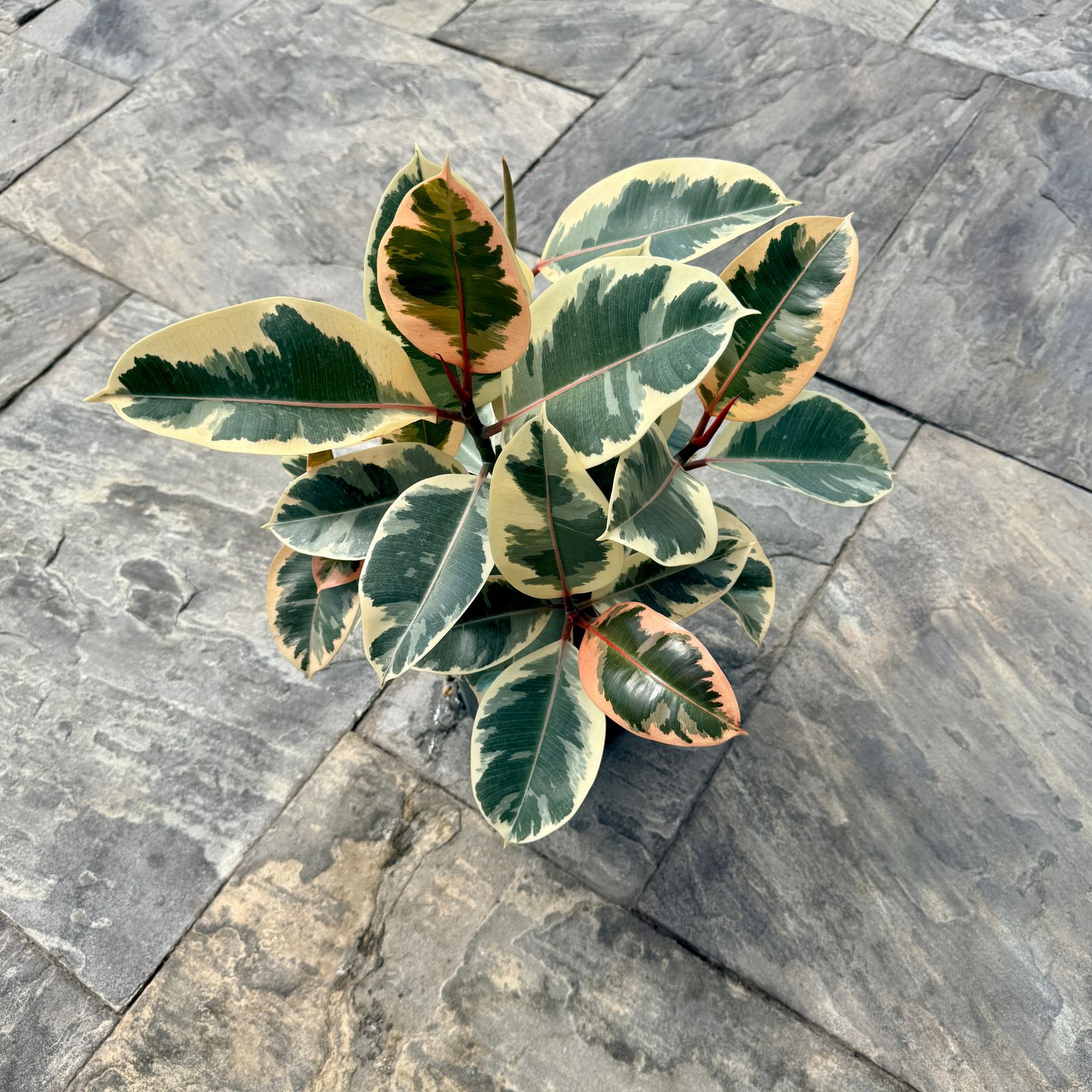 Ficus elastica 'Tineke' (Tineke Rubber Plant) - 10" Pot - Std