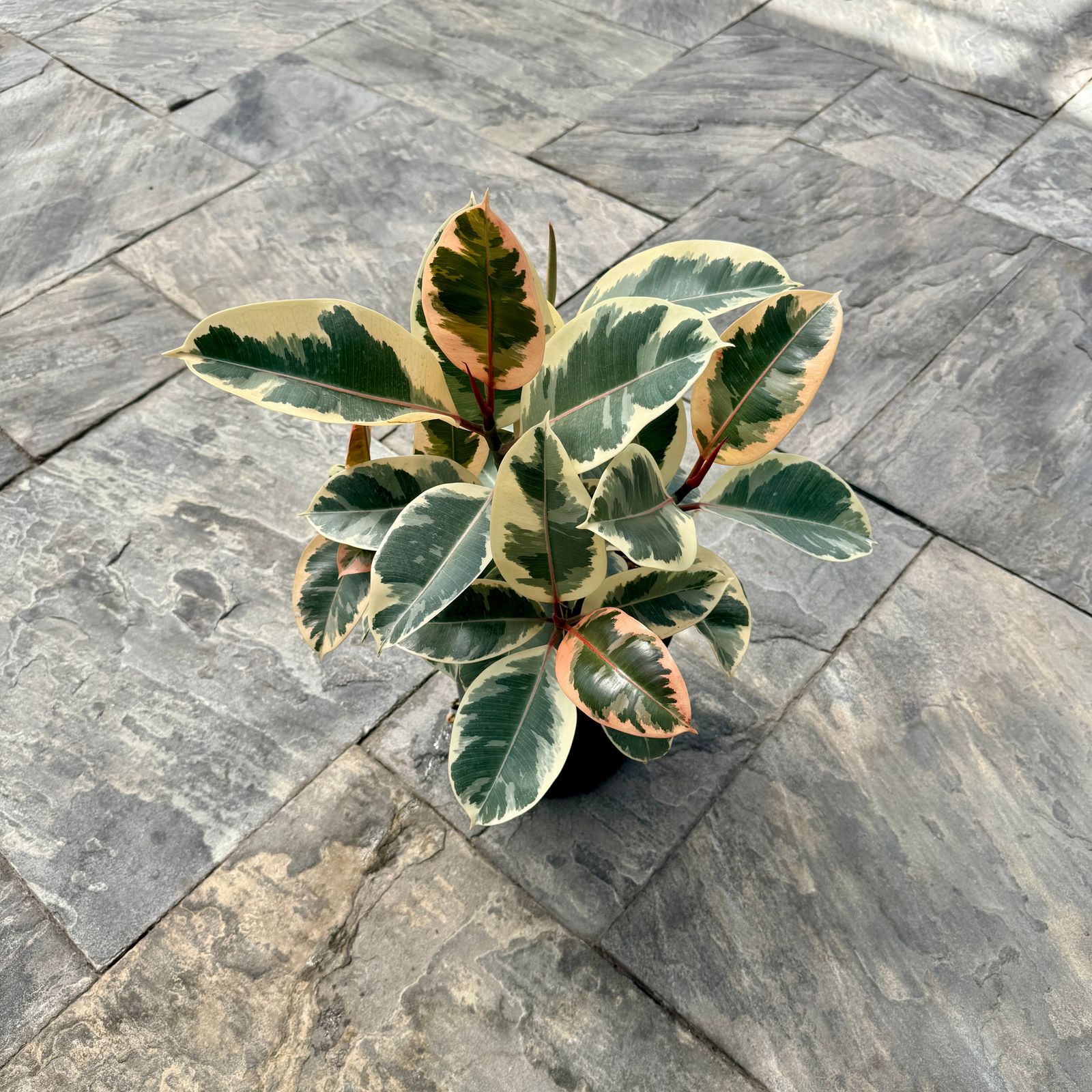 Ficus elastica 'Tineke' (Tineke Rubber Plant) - 10" Pot - Std