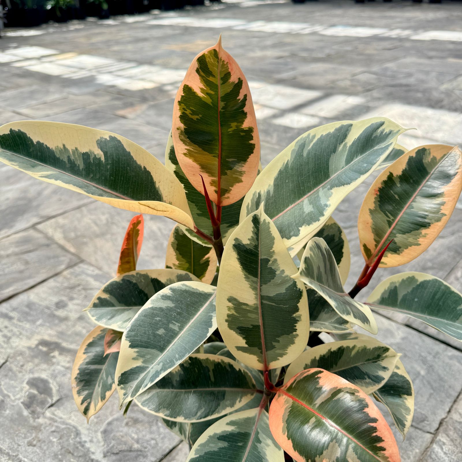 Tineke Rubber Plant (Ficus elastica 'Tineke') - 10" Pot