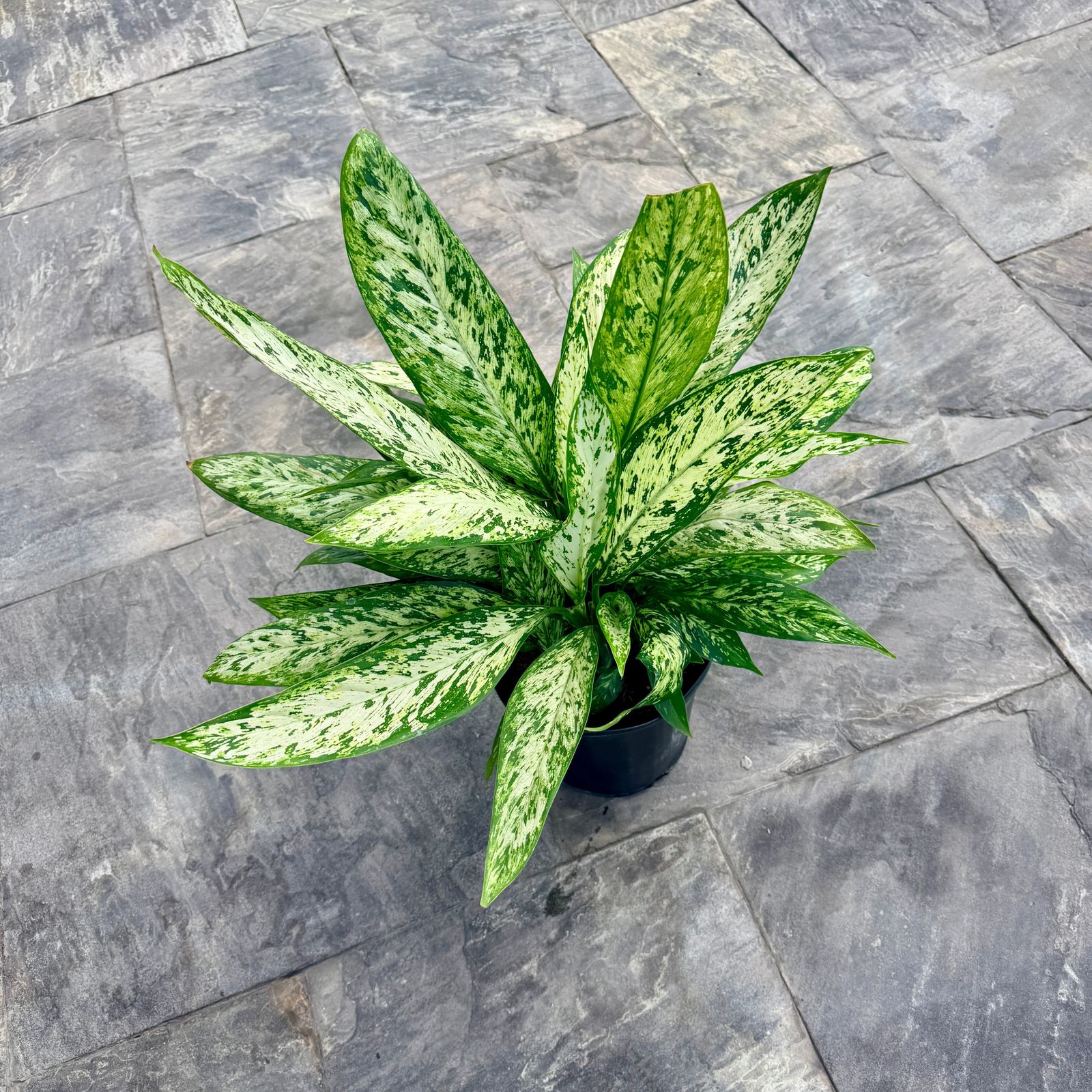 Dumb Cane 'Vesuvius' (Dieffenbachia maculata 'Vesuvius') - 10" Pot