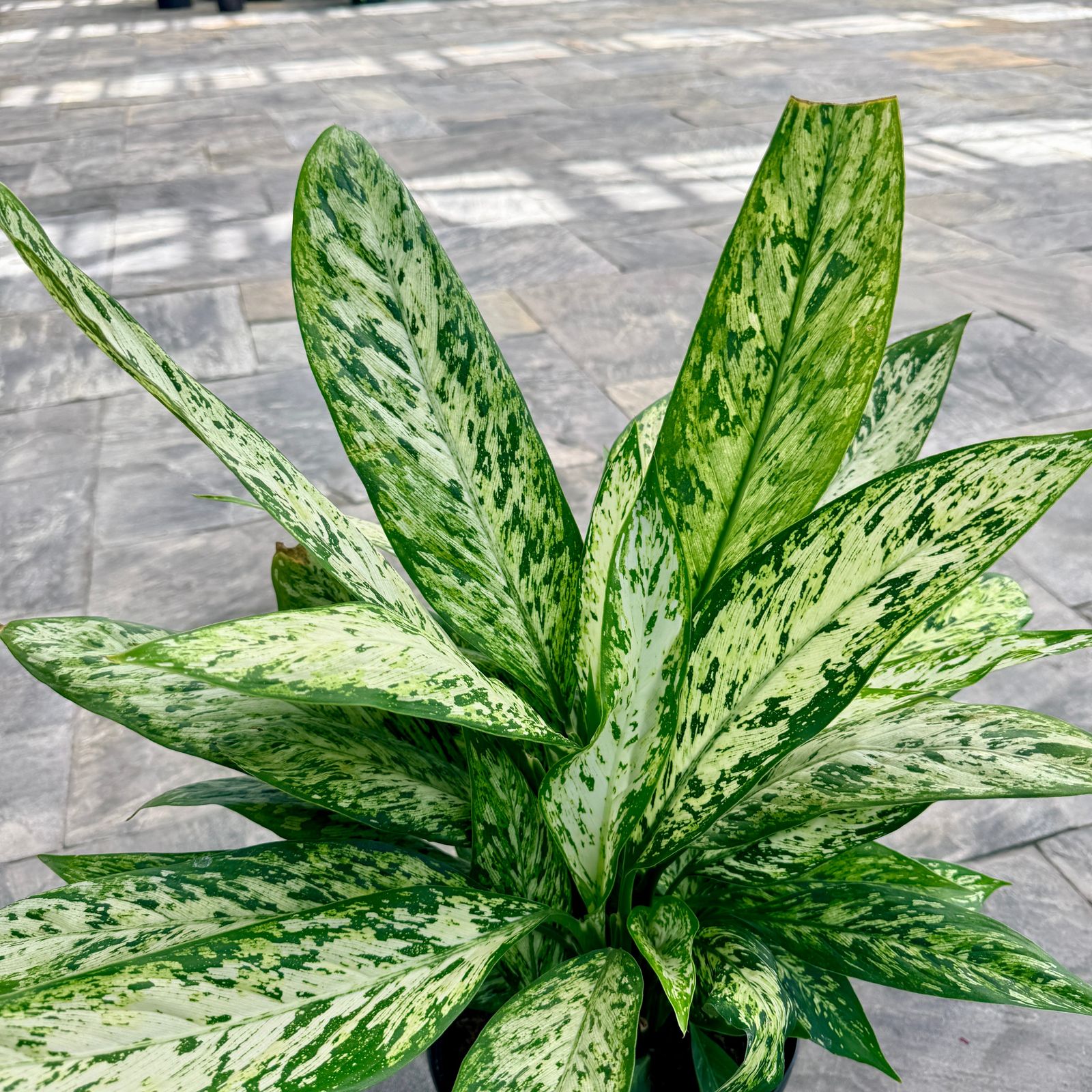 Dumb Cane 'Vesuvius' (Dieffenbachia maculata 'Vesuvius') - 10" Pot
