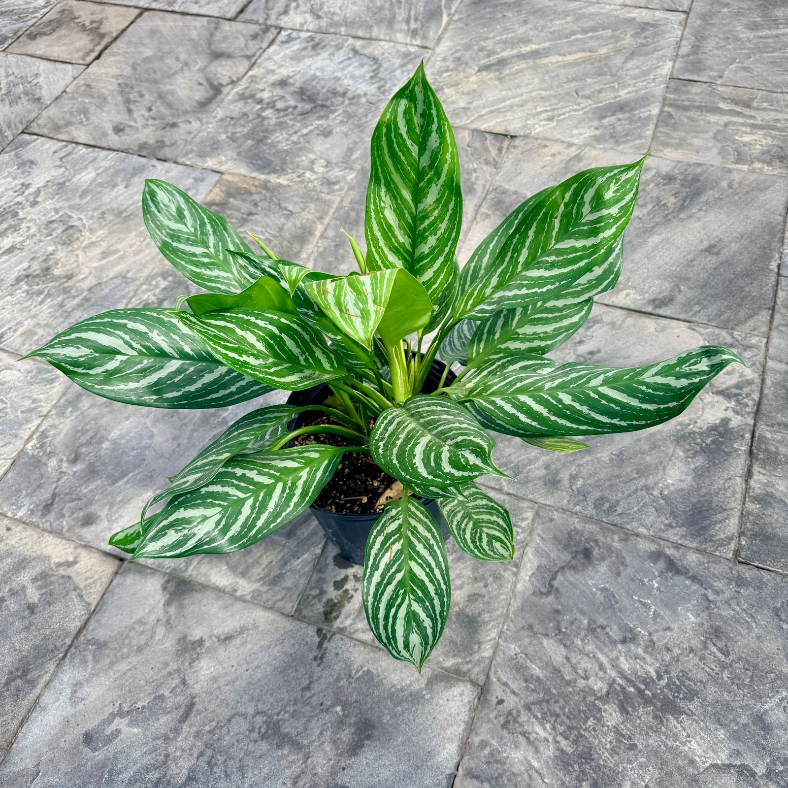Chinese Evergreen 'Moonlight Bay' (Aglaonema commutatum 'Moonlight Bay') - 10" Pot