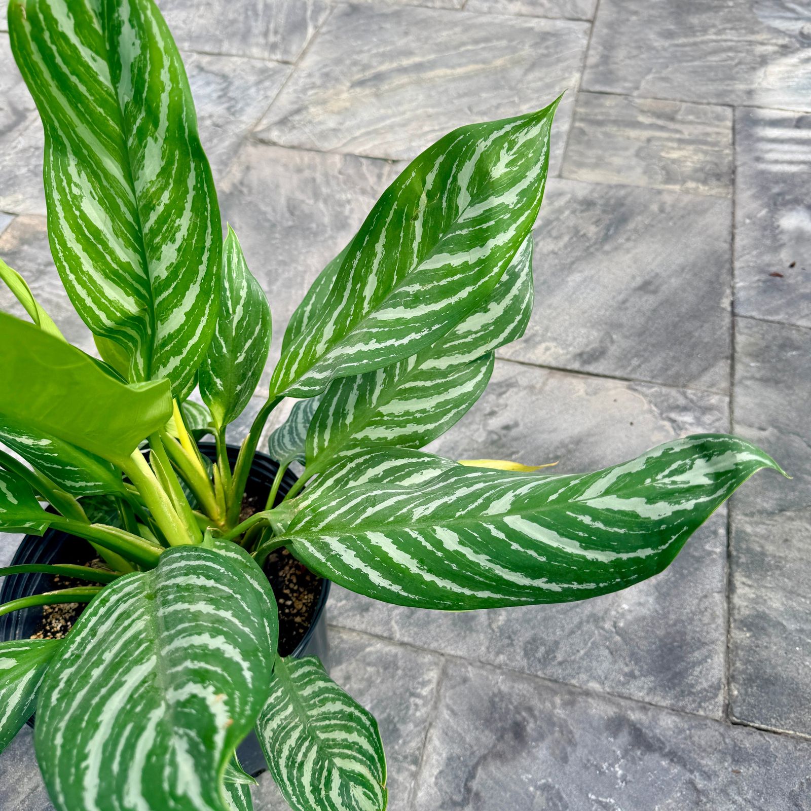 Chinese Evergreen 'Moonlight Bay' (Aglaonema commutatum 'Moonlight Bay') - 10" Pot