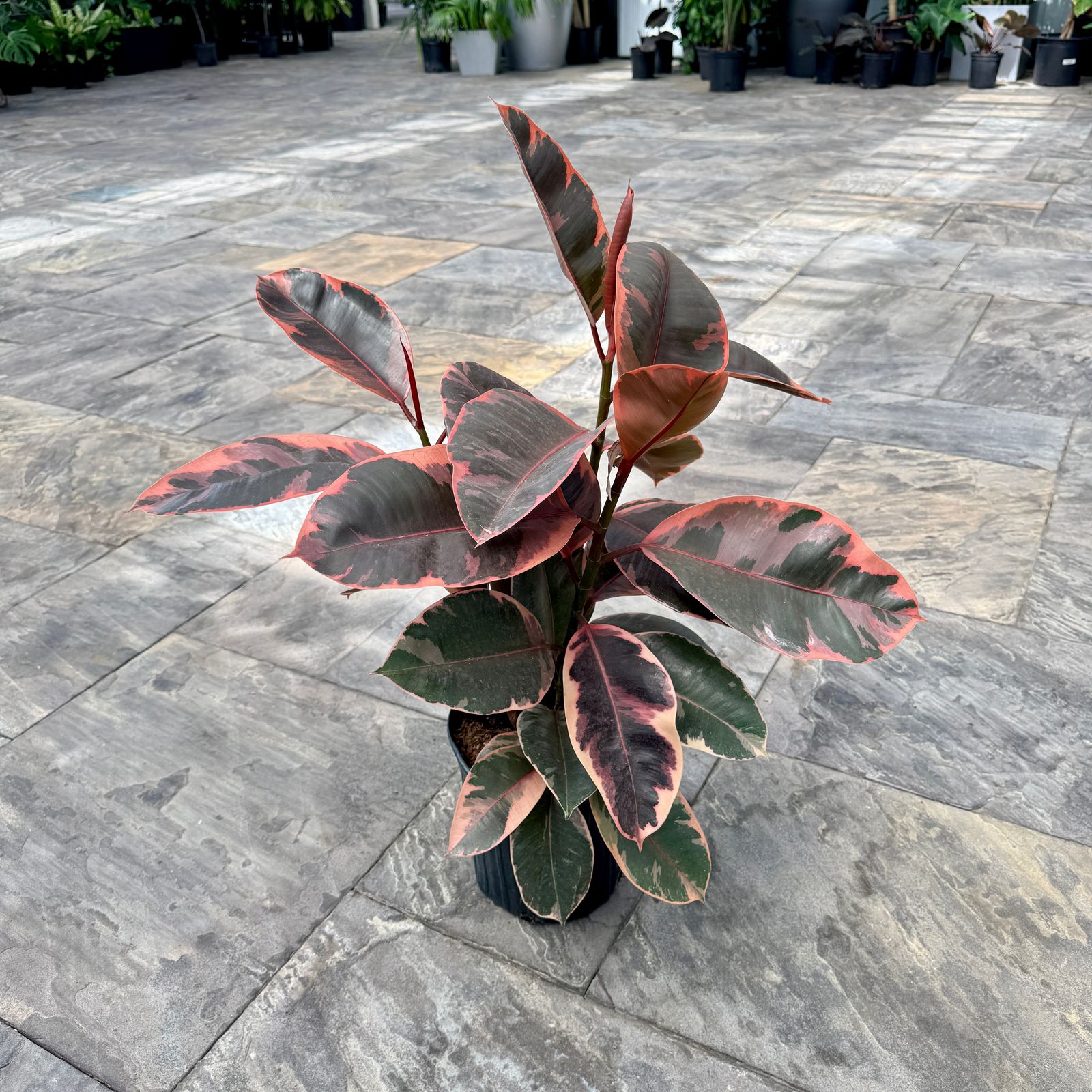 Variegated Rubber Plant 'Ruby' (Ficus elastica 'Ruby') - 10" Pot