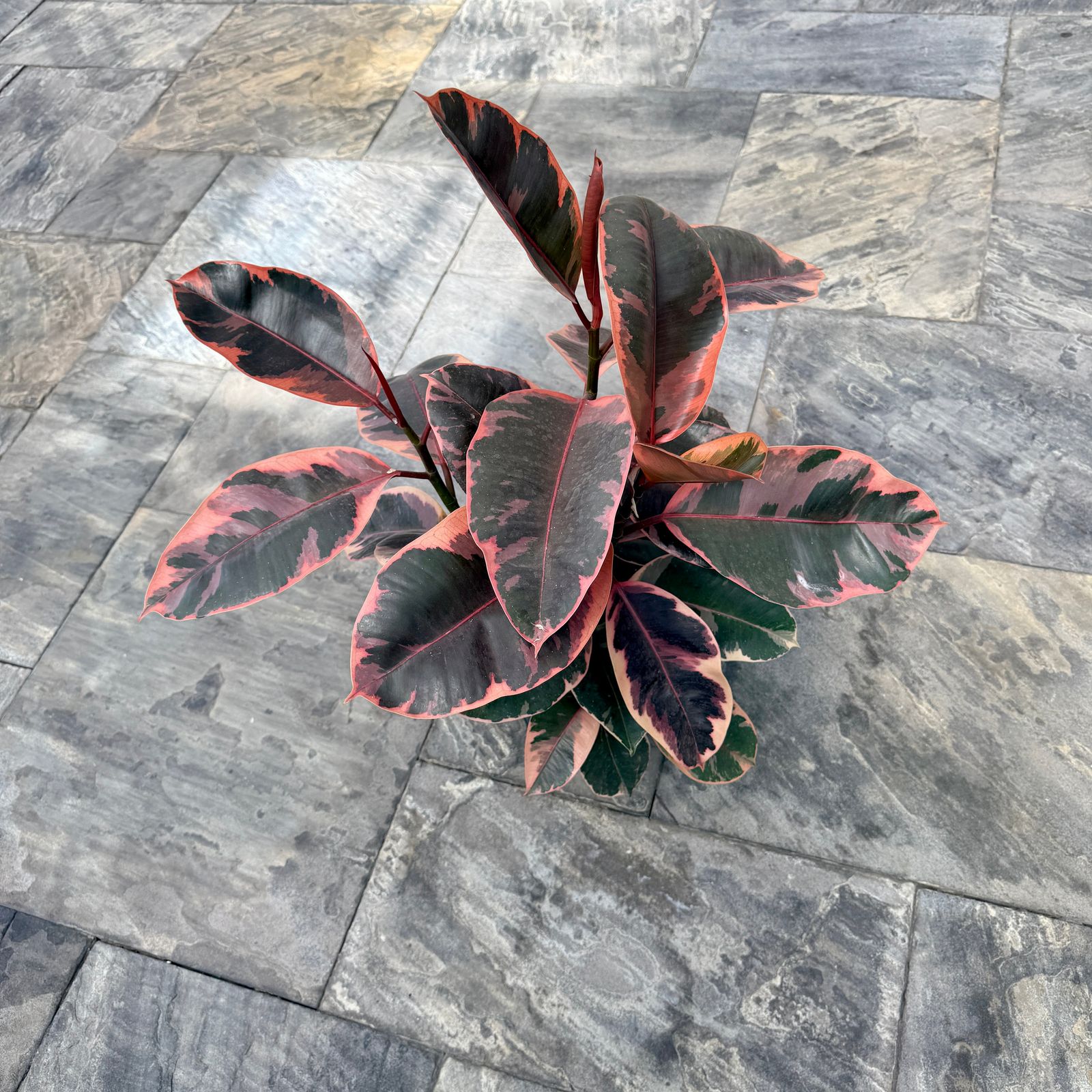 Variegated Rubber Plant 'Ruby' (Ficus elastica 'Ruby') - 10" Pot