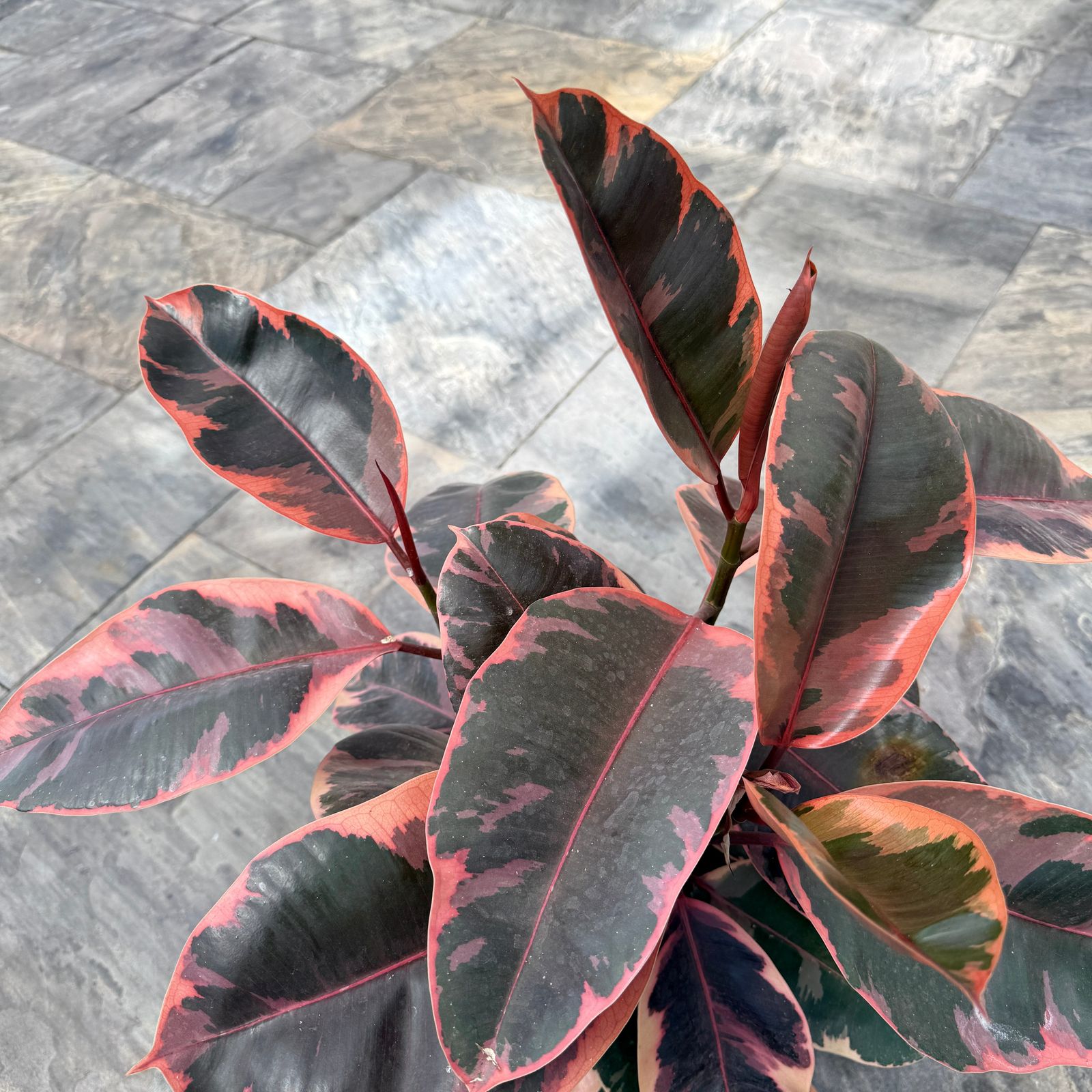 Variegated Rubber Plant 'Ruby' (Ficus elastica 'Ruby') - 10" Pot