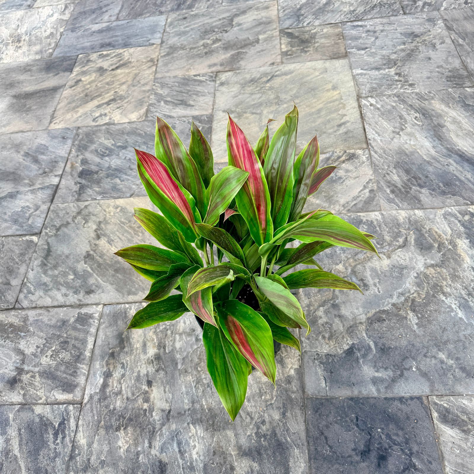 Cordyline 'Sherbert' (Cordyline fruiticosa 'Sherbert') - 10" Pot