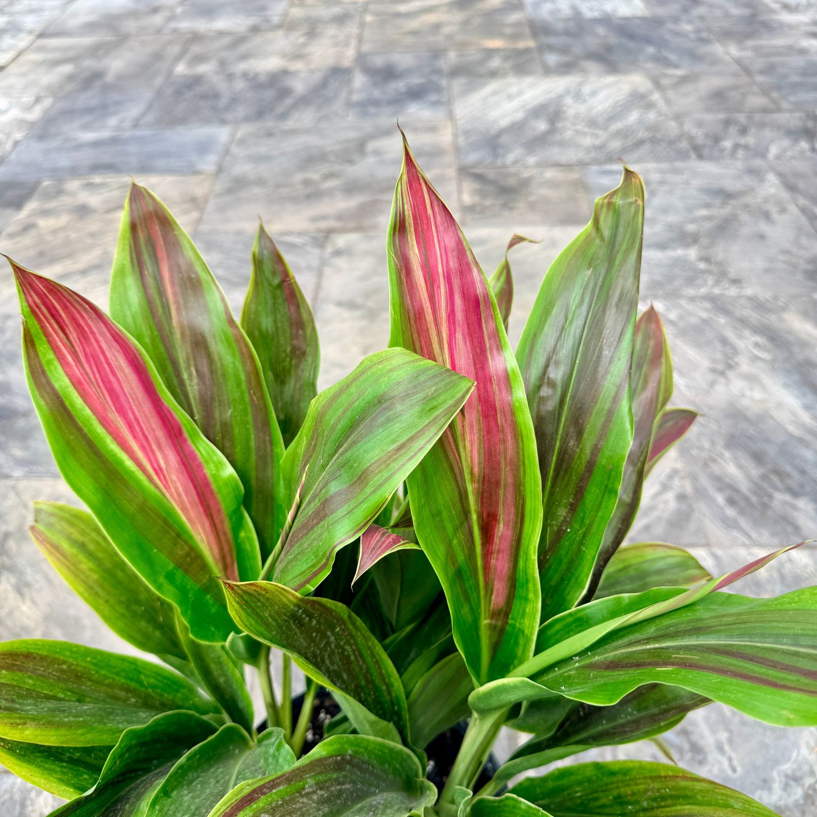 Cordyline 'Sherbert' (Cordyline fruiticosa 'Sherbert') - 10" Pot