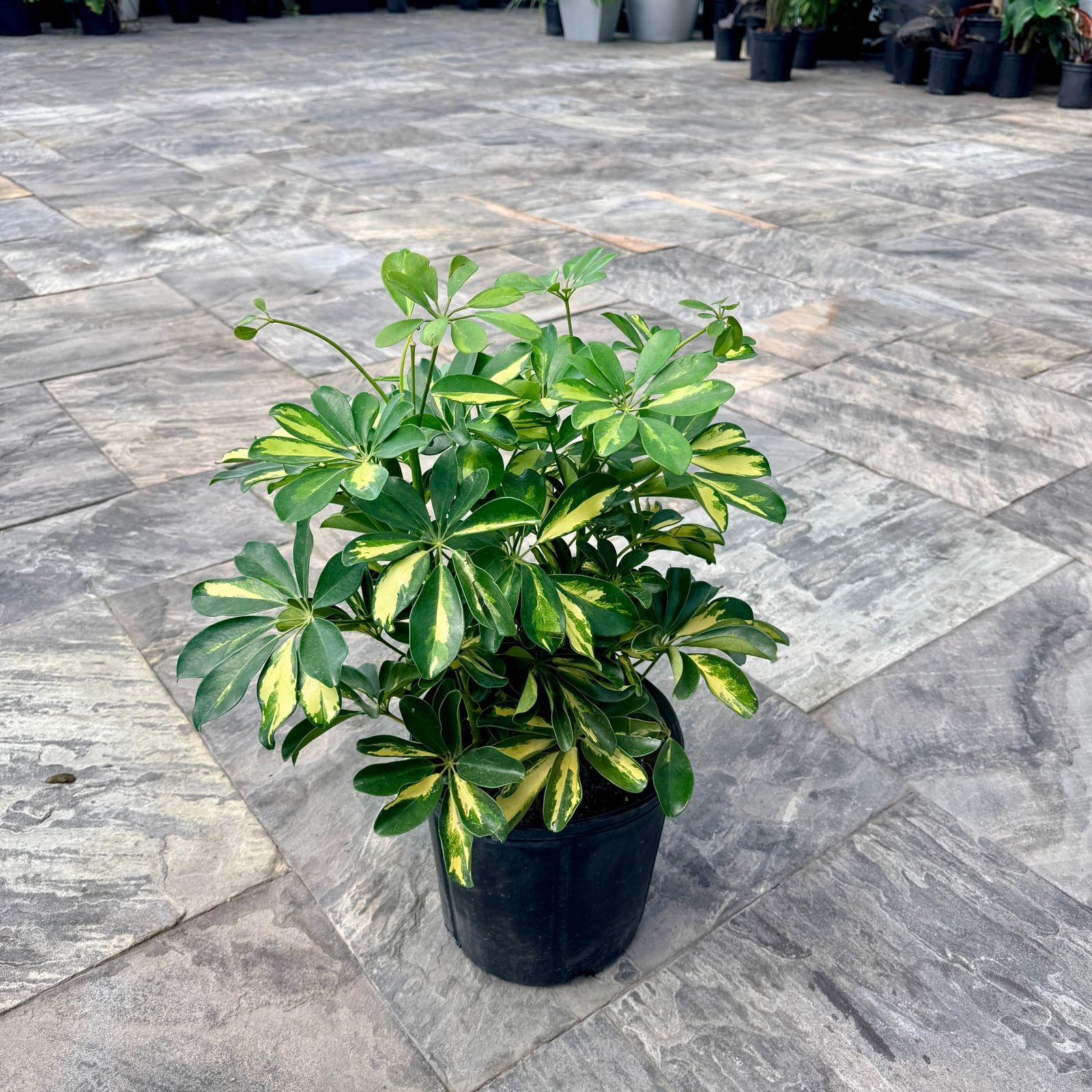 Variegated Umbrella Tree 'Gold Capella' (Schefflera arboricola 'Gold Capella') - 10" Pot