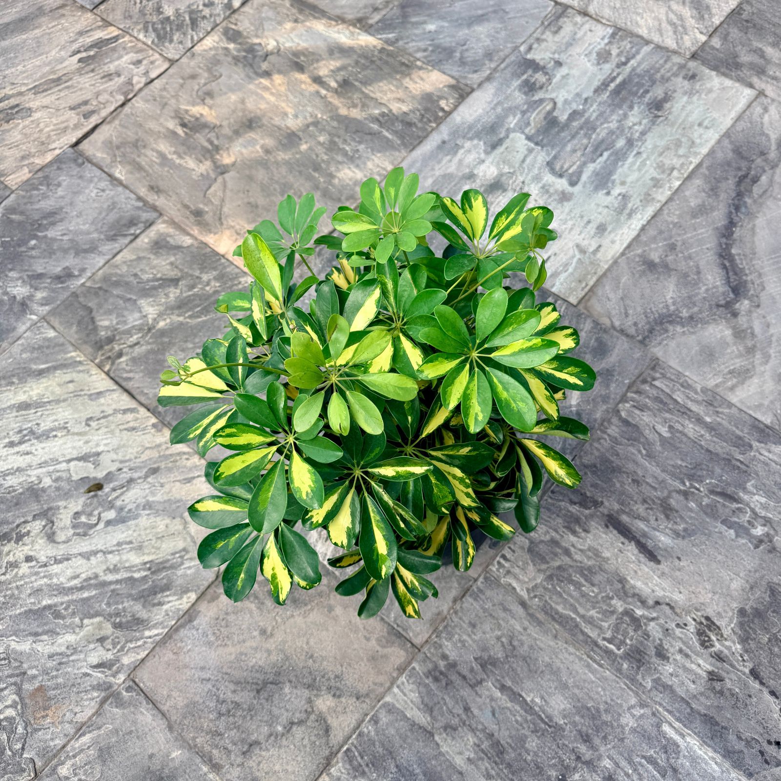 Variegated Umbrella Tree 'Gold Capella' (Schefflera arboricola 'Gold Capella') - 10" Pot