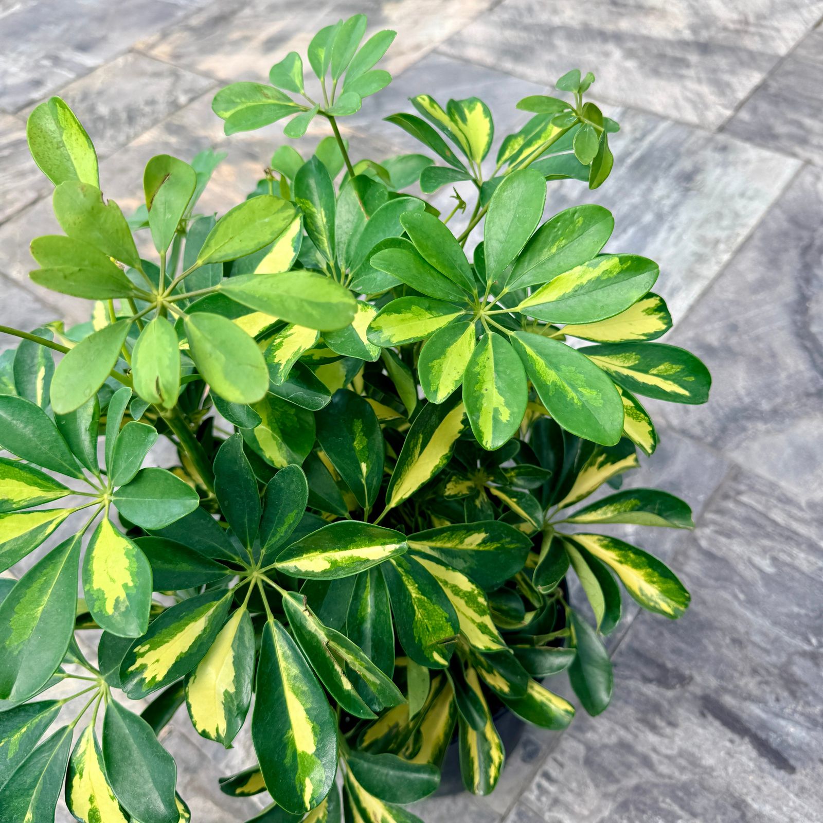 Variegated Umbrella Tree 'Gold Capella' (Schefflera arboricola 'Gold Capella') - 10" Pot