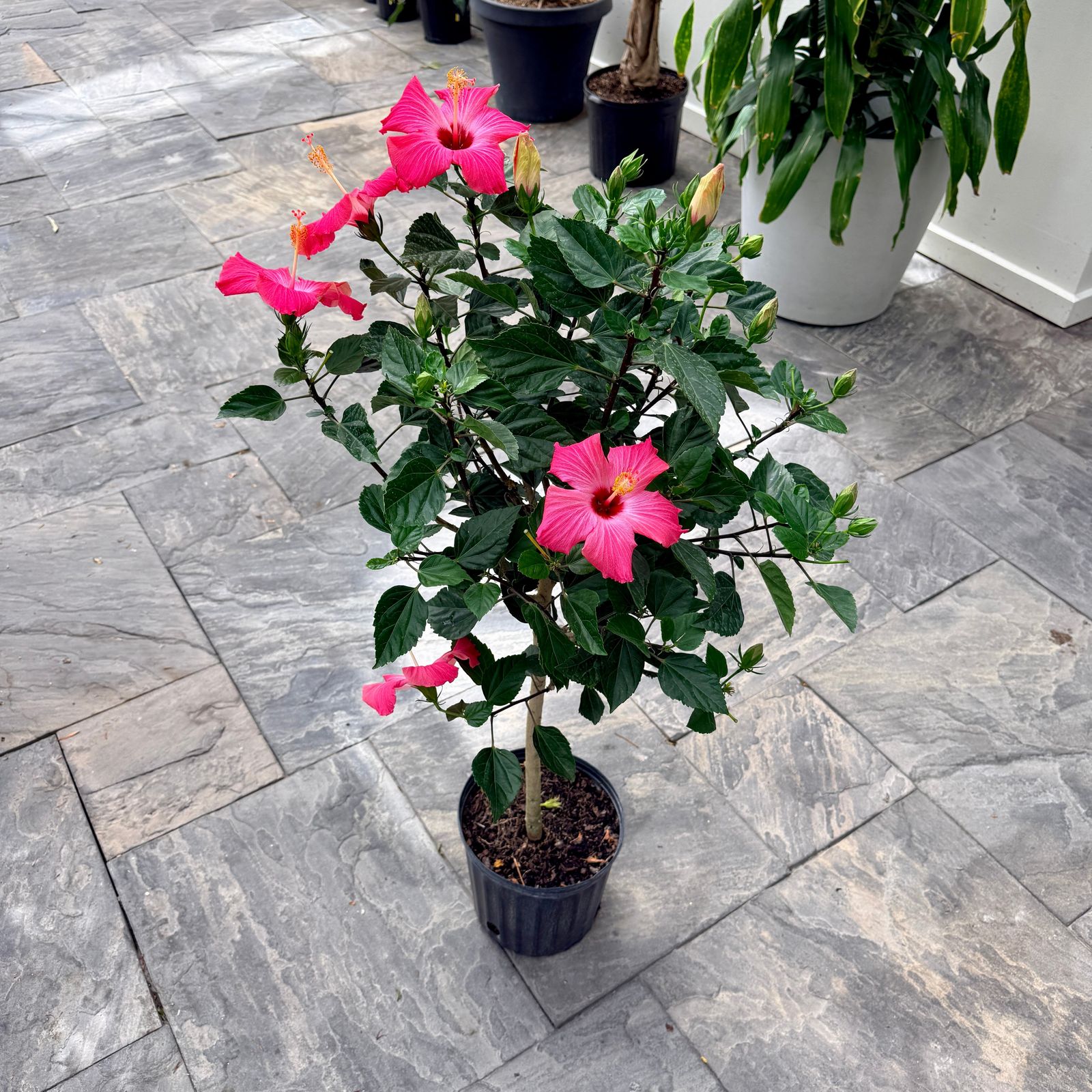Hibiscus (Hibiscus sp.) - 10" Pot - Std