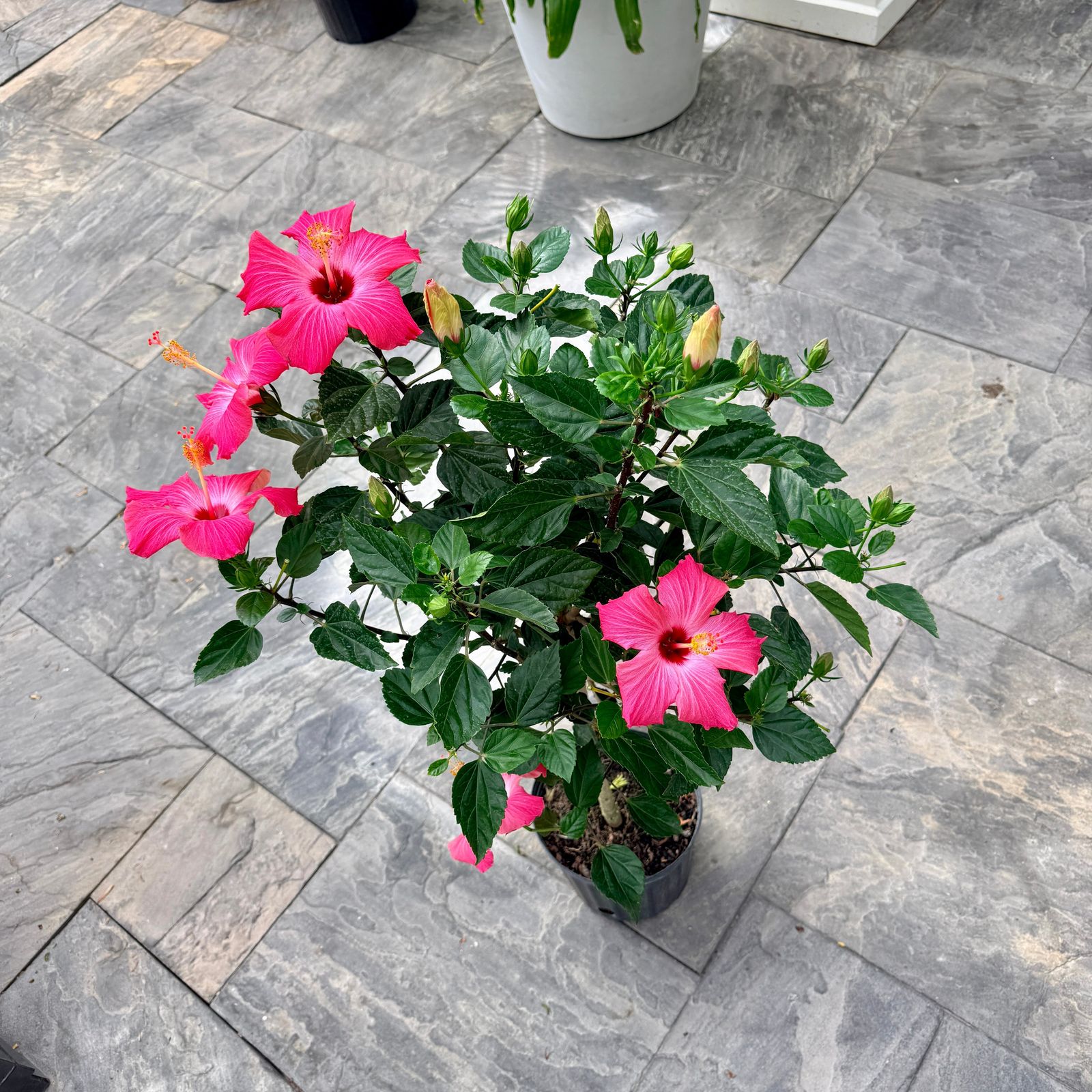 Hibiscus (Hibiscus sp.) - 10" Pot - Std