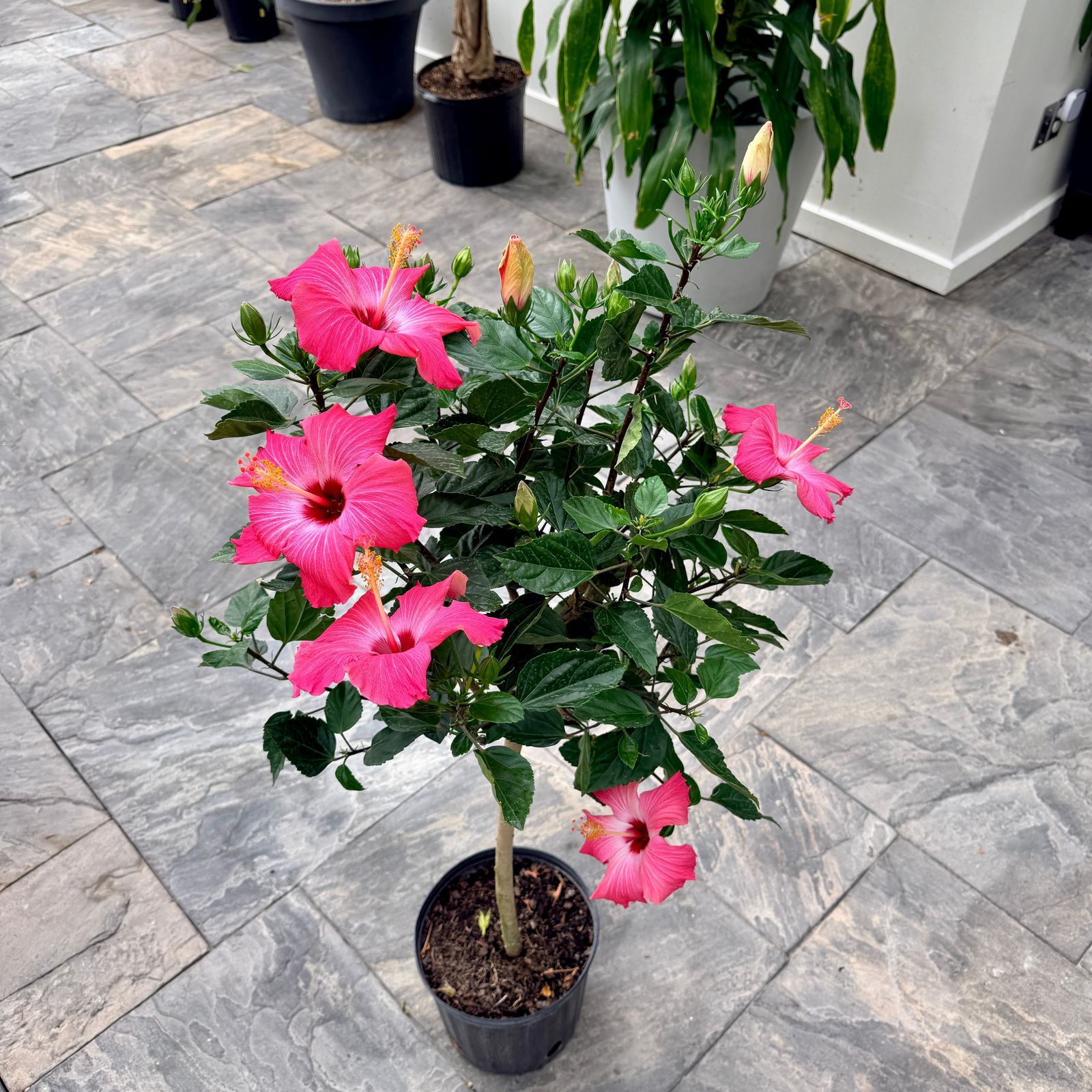 Hibiscus (Hibiscus sp.) - 10" Pot - Std