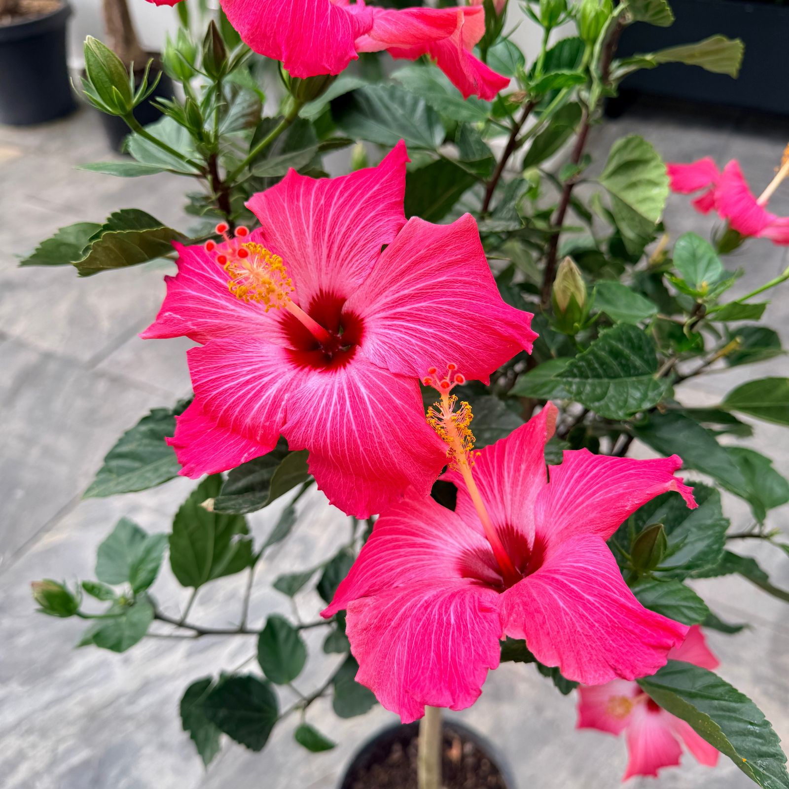 Hibiscus (Hibiscus sp.) - 10" Pot - Std