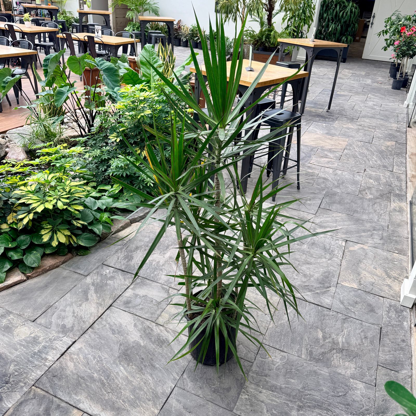 Dracaena 'Staggered' (Dracaena marginata 'Staggered') - 12" Pot