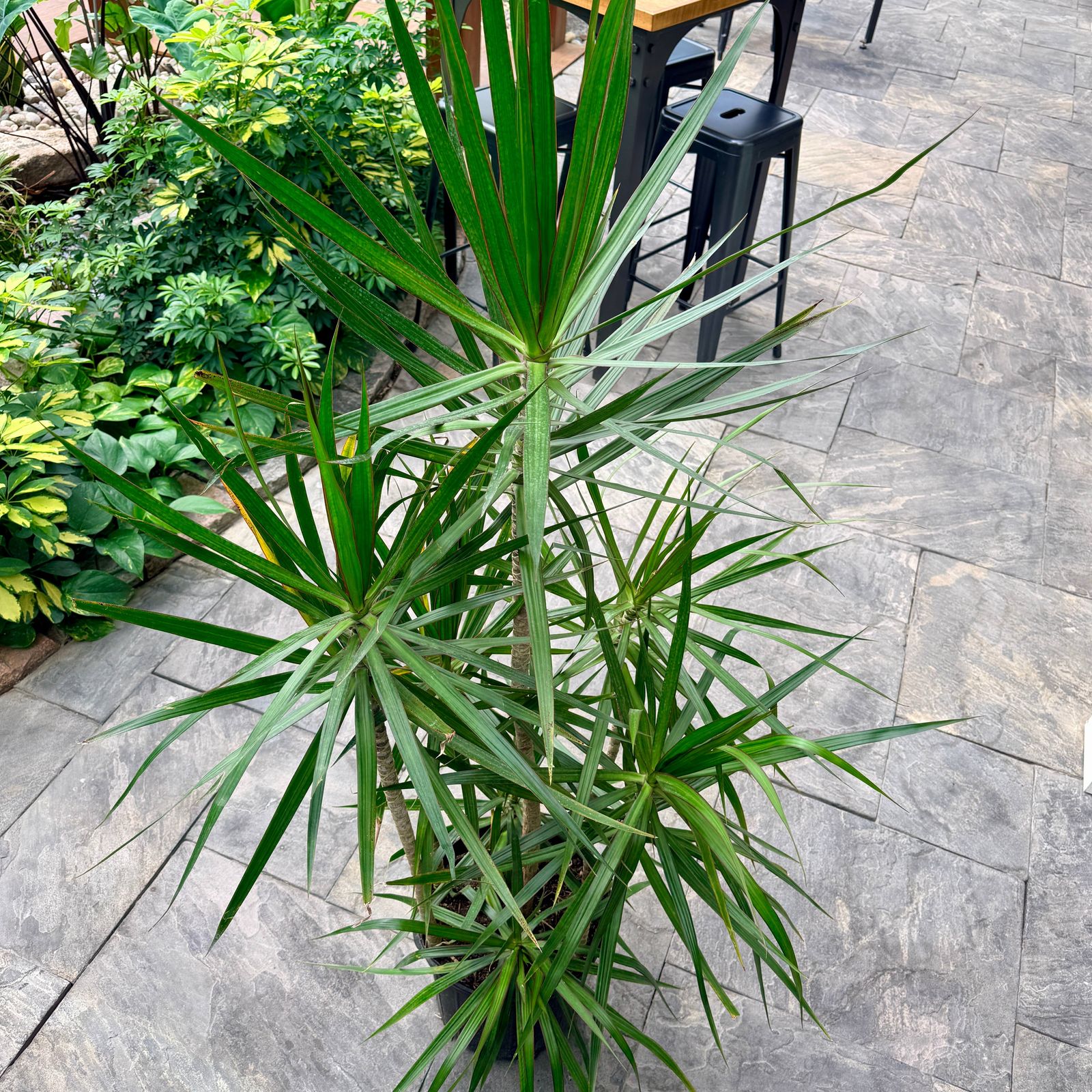 Dracaena 'Staggered' (Dracaena marginata 'Staggered') - 12" Pot