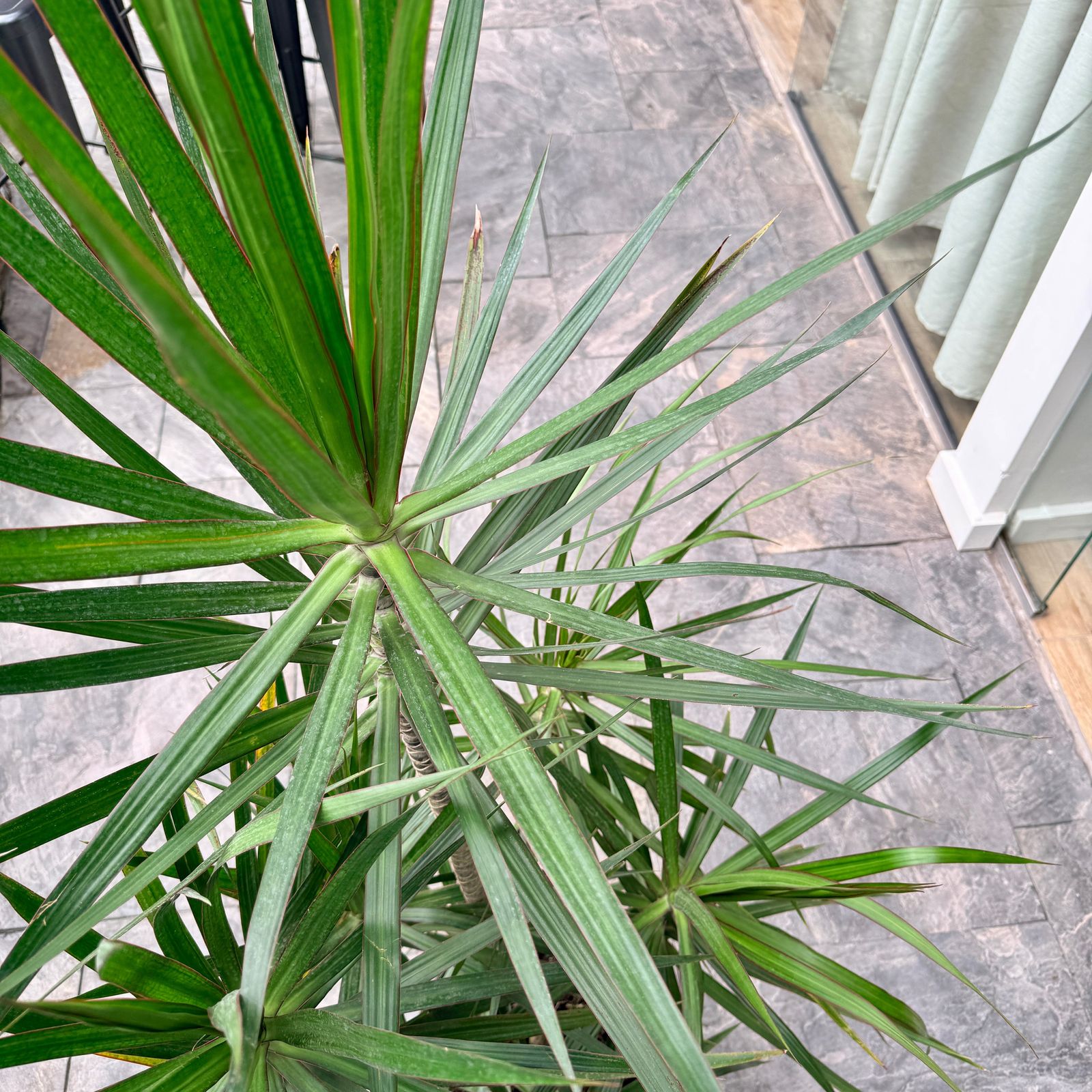 Dracaena 'Staggered' (Dracaena marginata 'Staggered') - 12" Pot