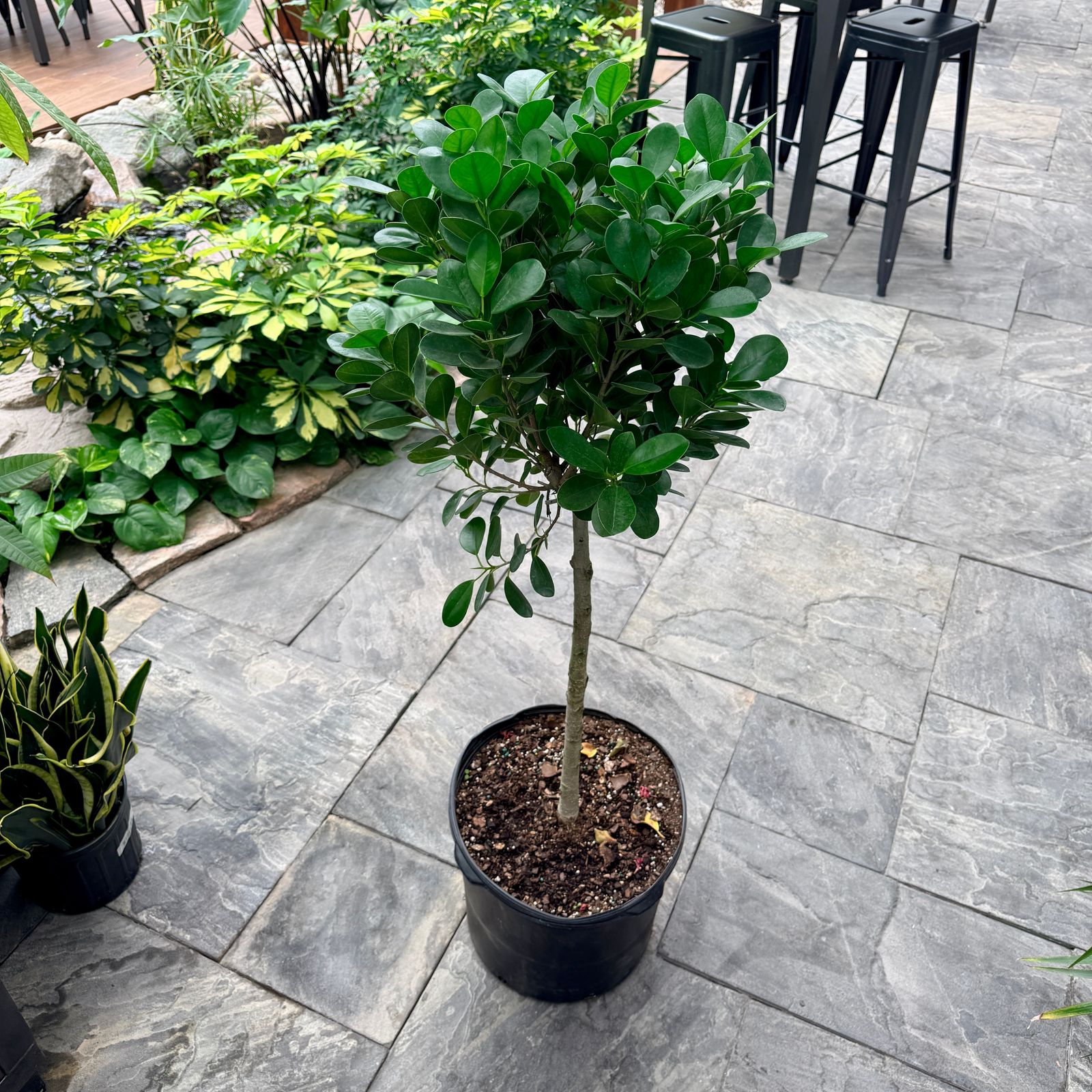 Ficus 'Moclame' (Ficus microcarpa 'Moclame') - 14" Pot - Std